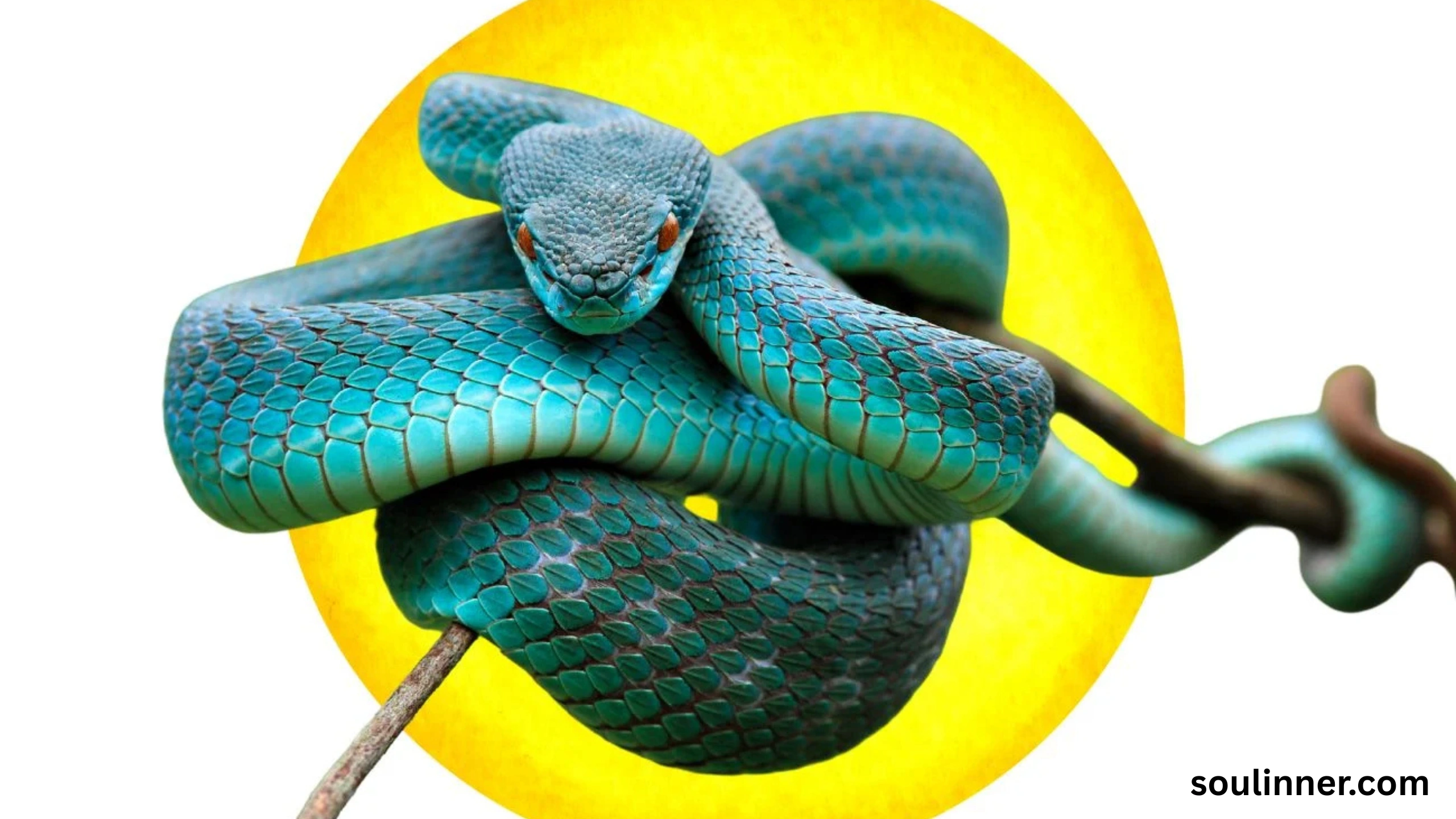 spiritual meaning of a snake crossing your path