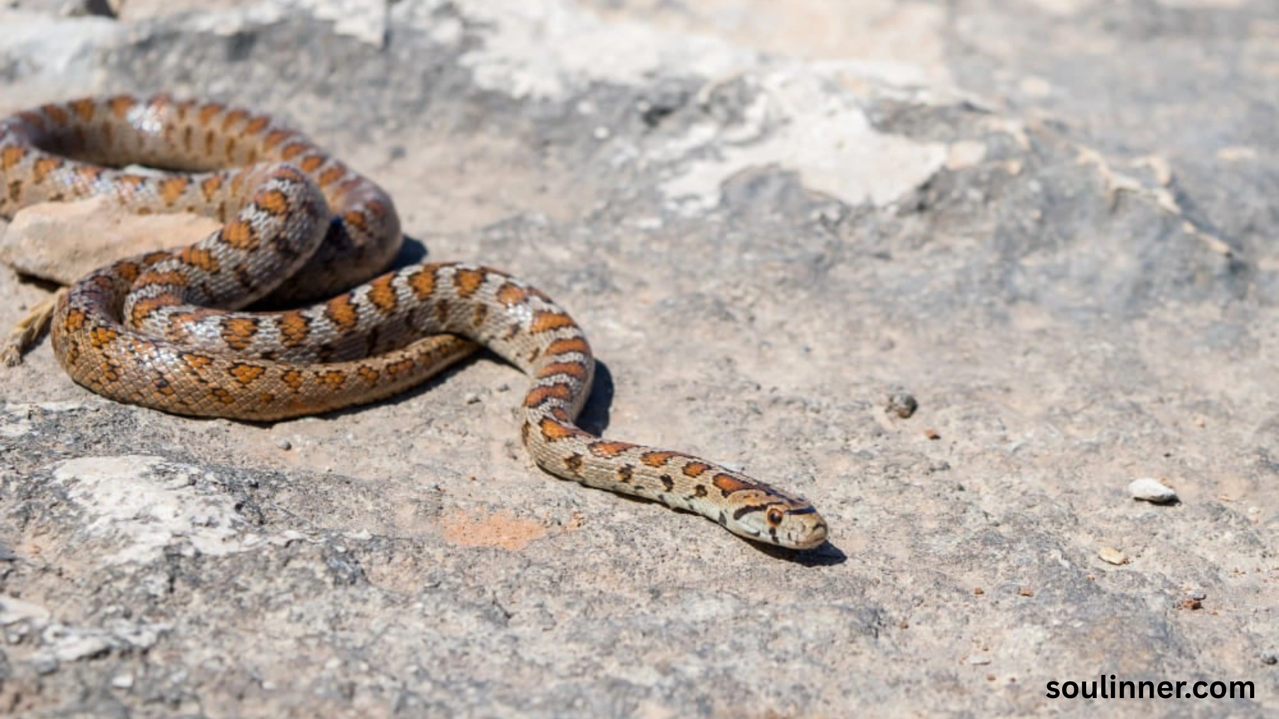 spiritual meaning of a snake crossing your path