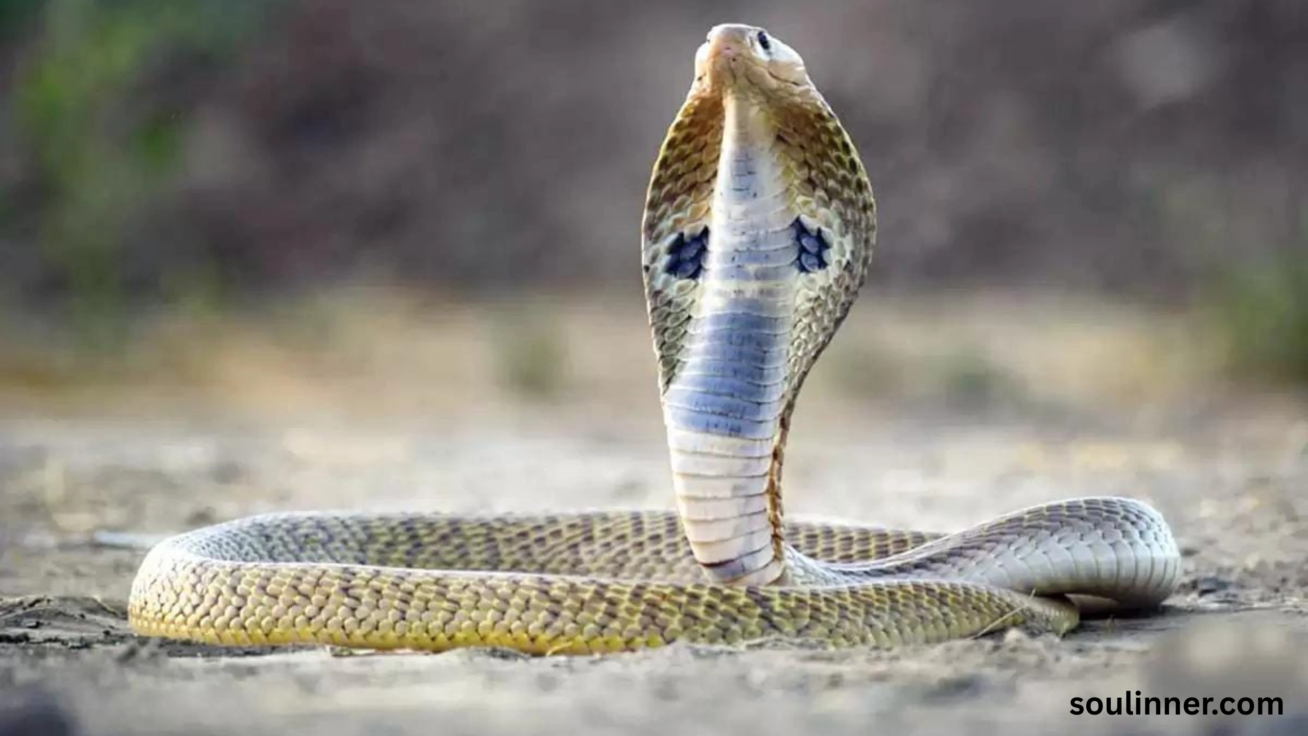 spiritual meaning of a snake crossing your path