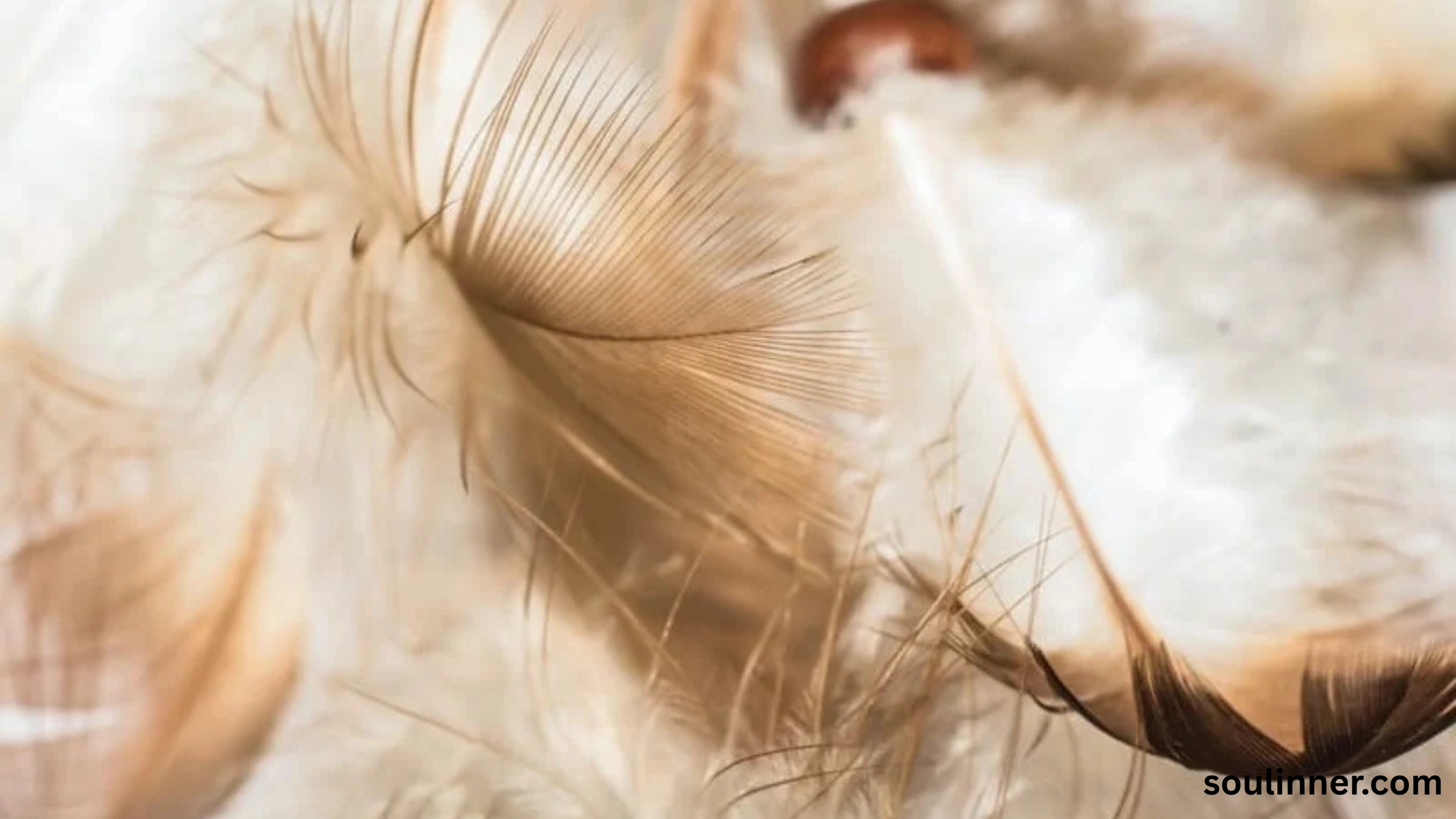 spiritual meaning of brown feathers