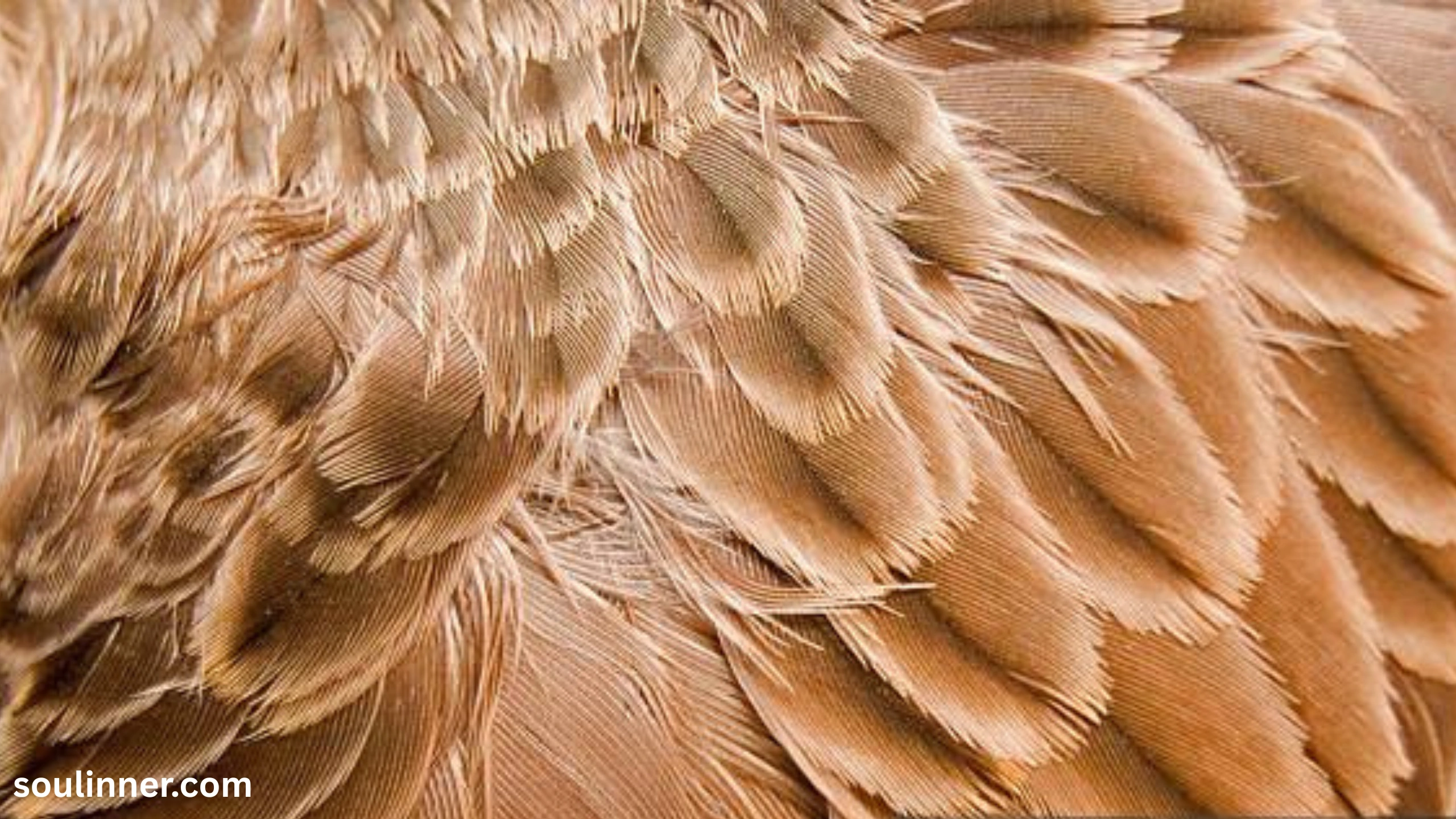 spiritual meaning of brown feathers