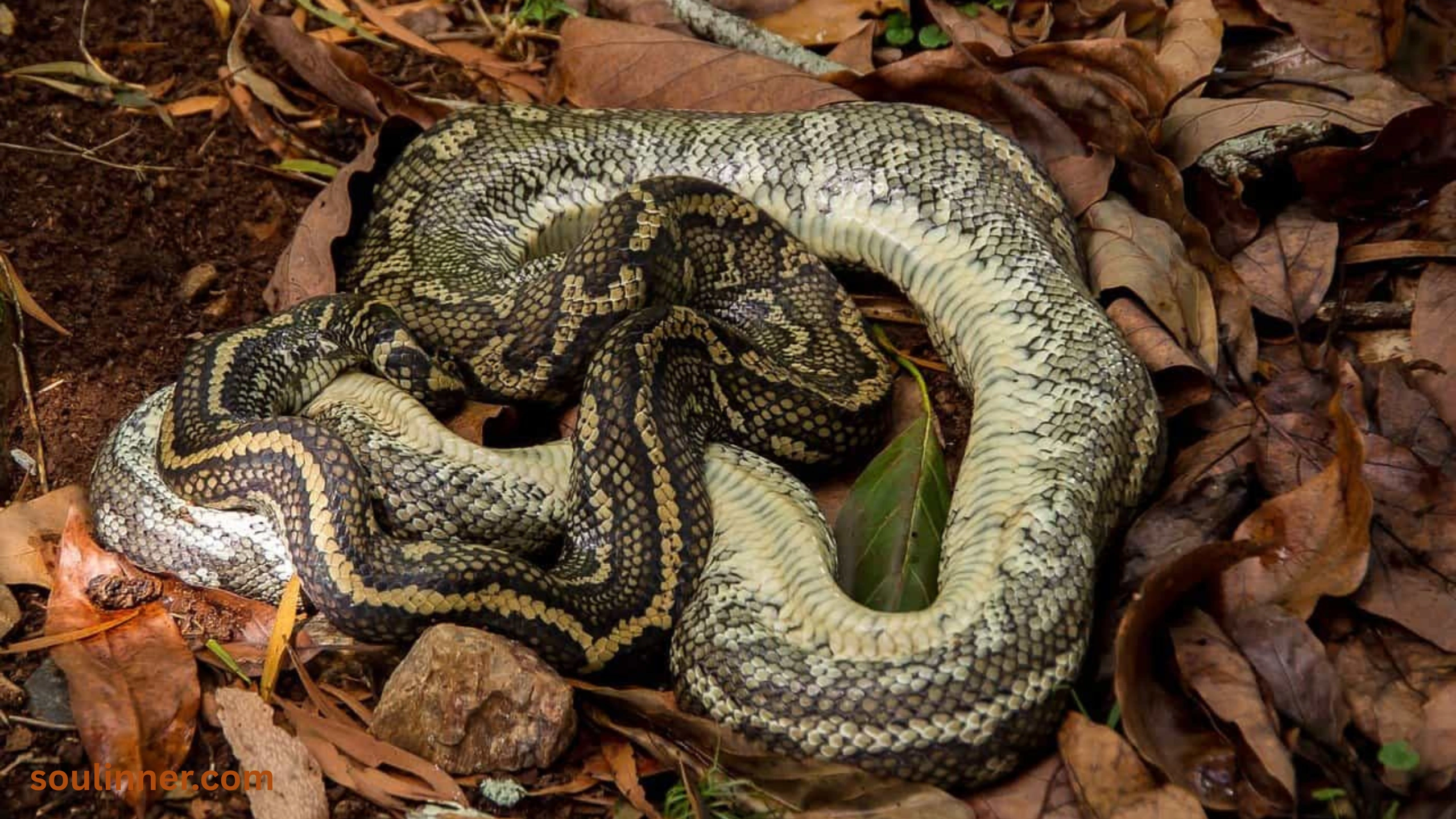spiritual meaning of dead snake