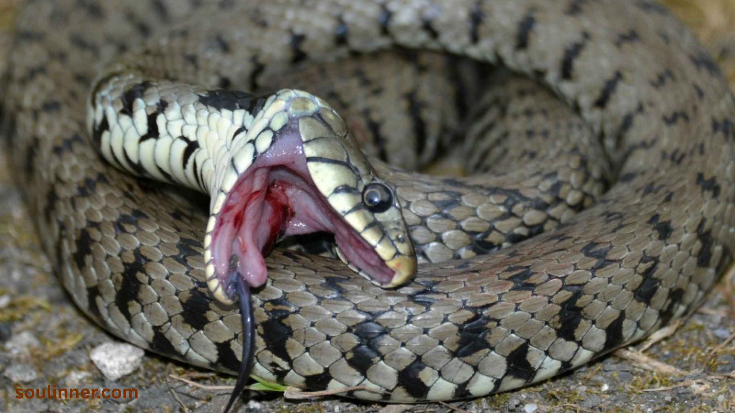 spiritual meaning of dead snake