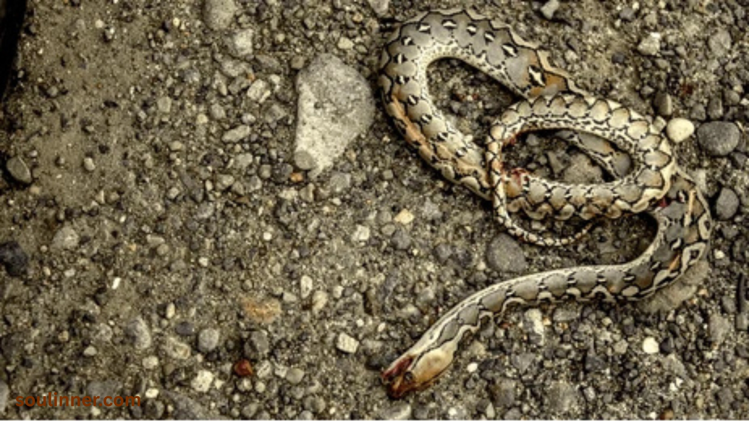 spiritual meaning of dead snake