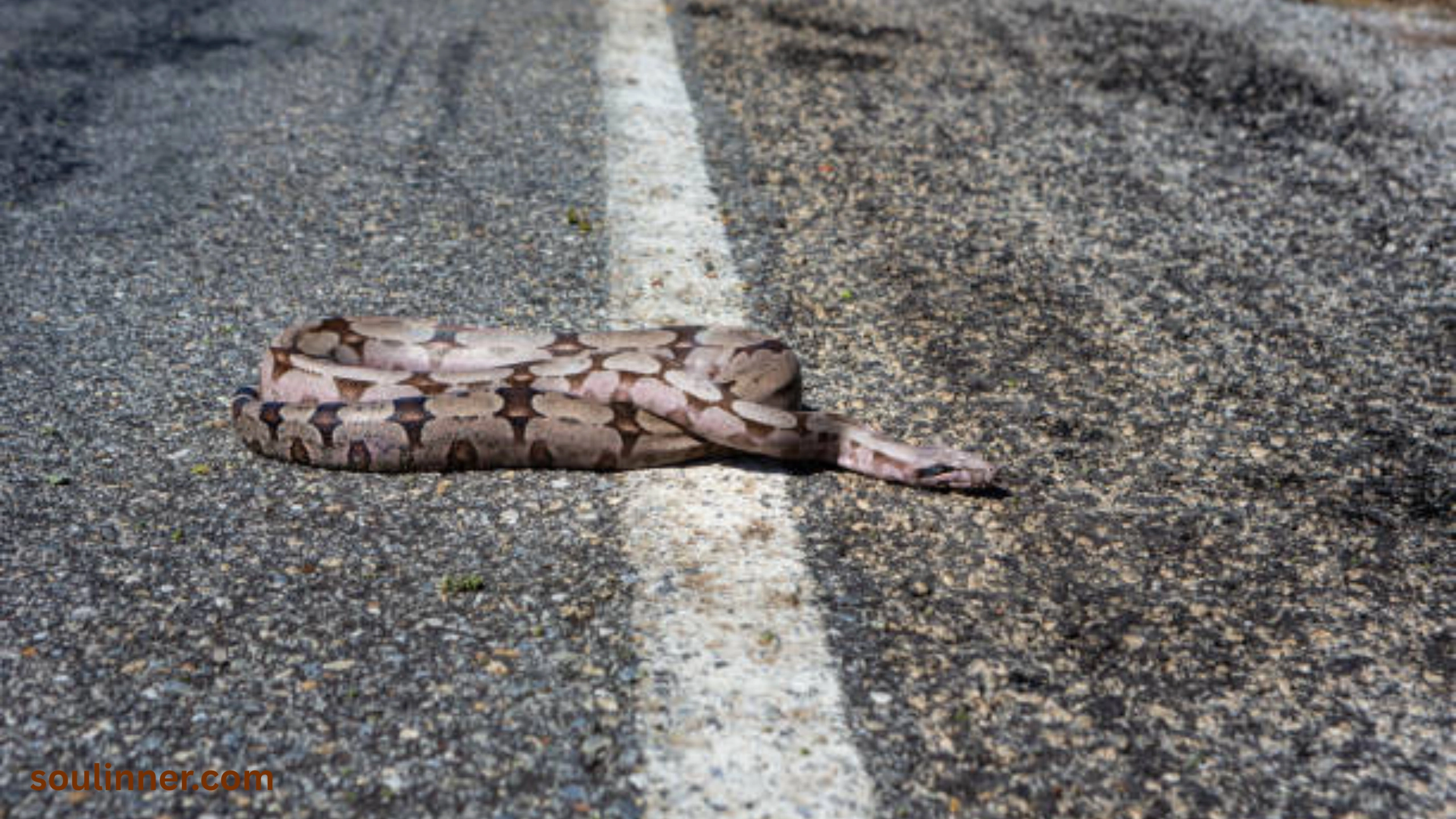spiritual meaning of dead snake