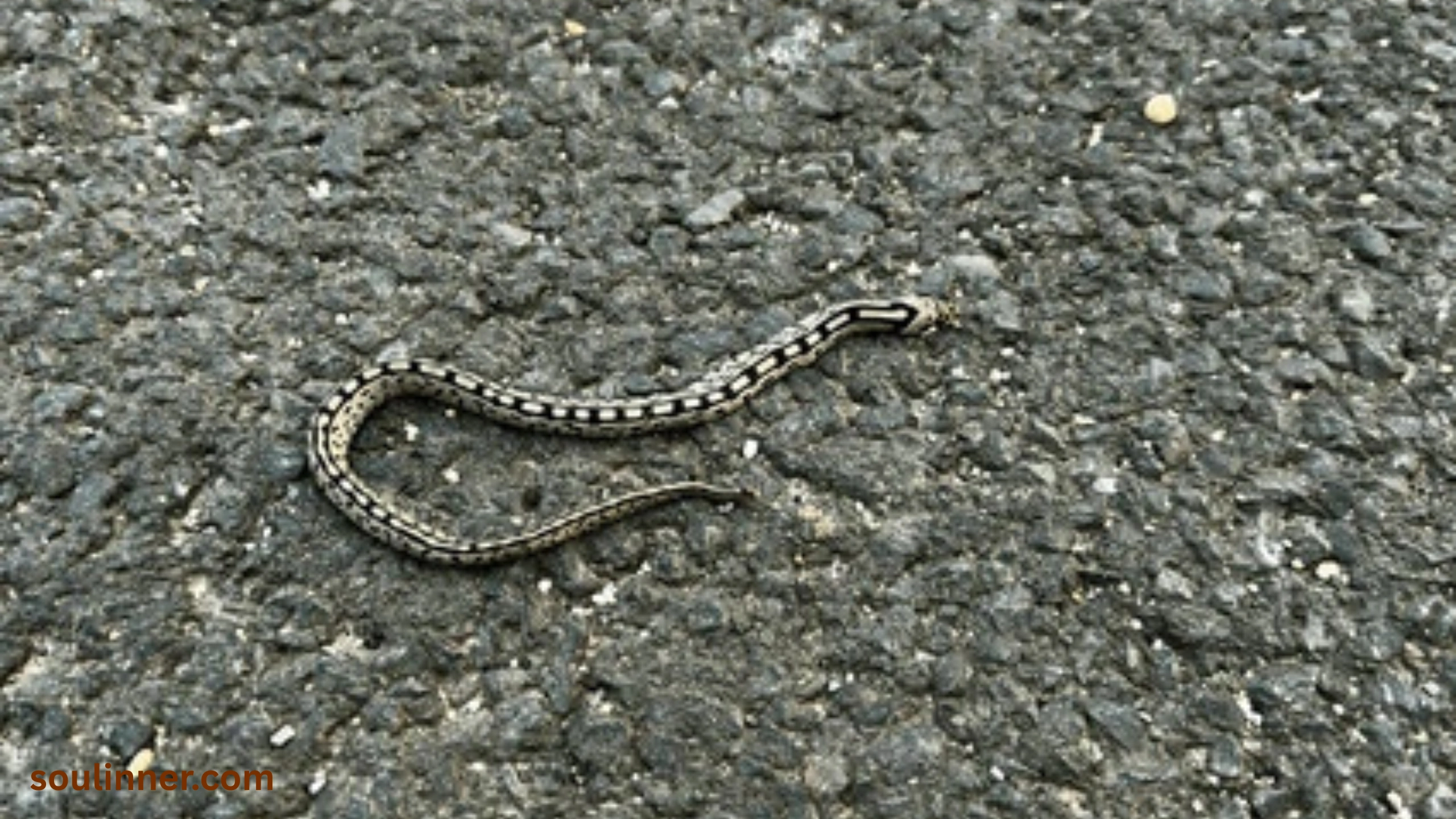 spiritual meaning of dead snake