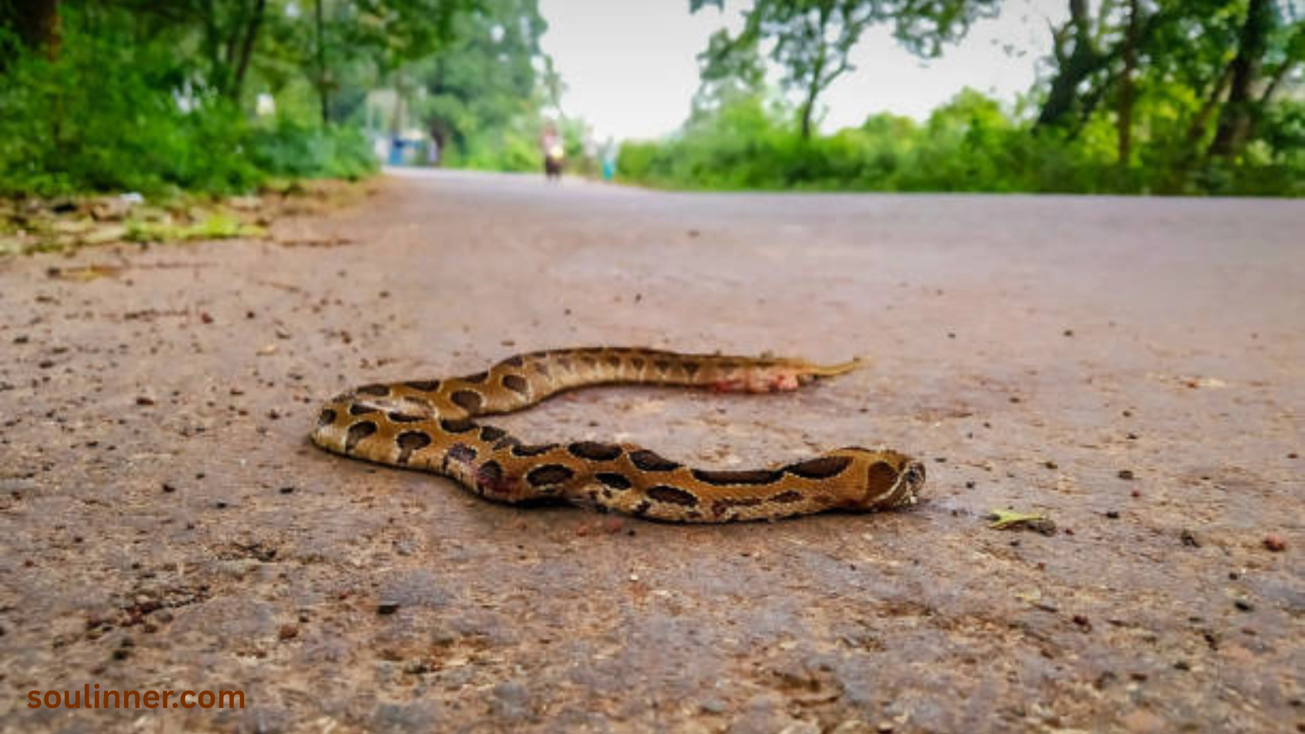 spiritual meaning of dead snake