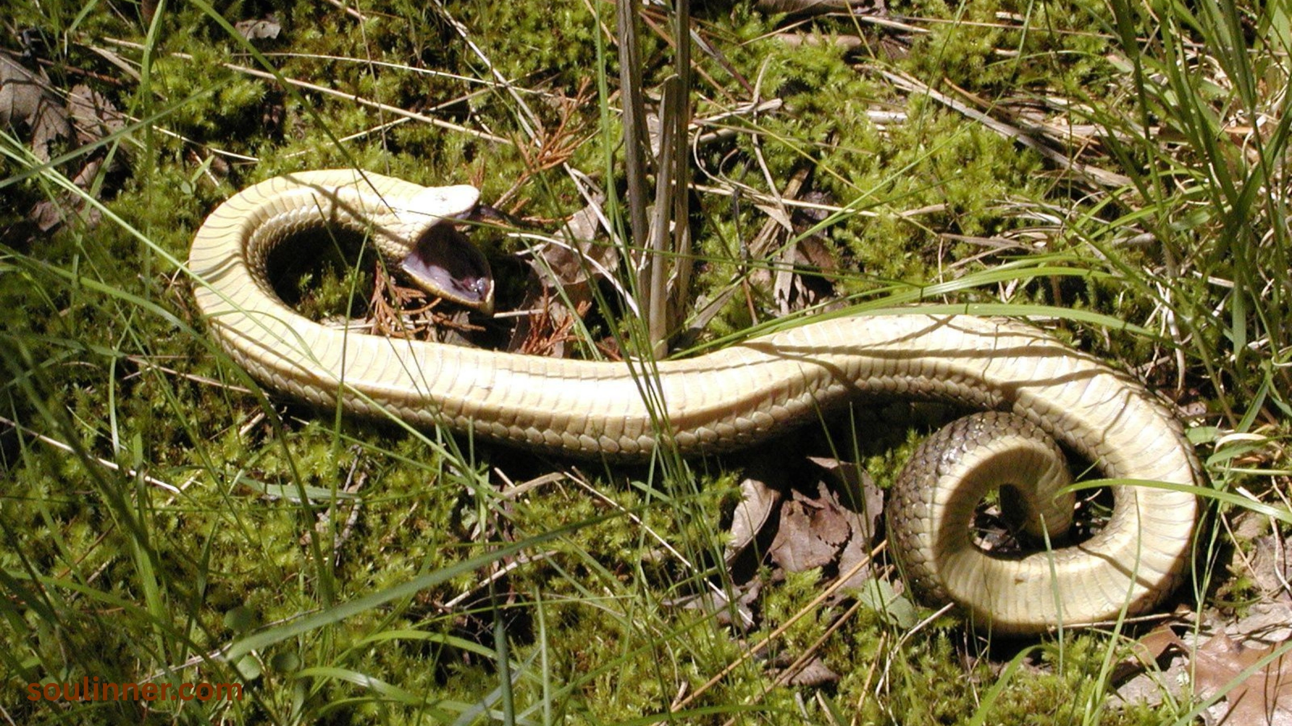 spiritual meaning of dead snake