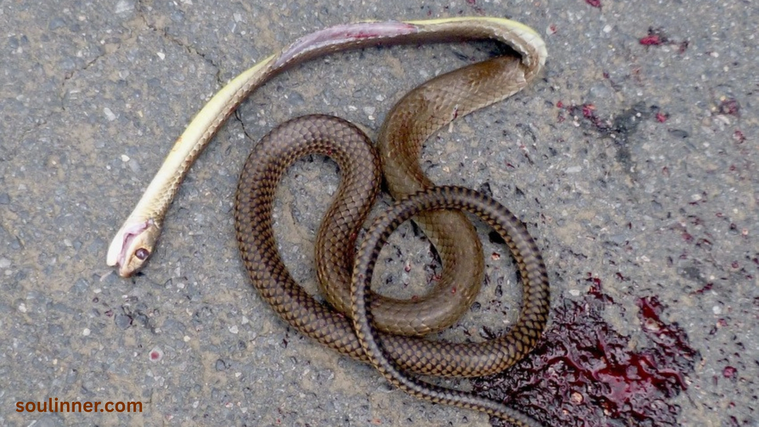 spiritual meaning of dead snake