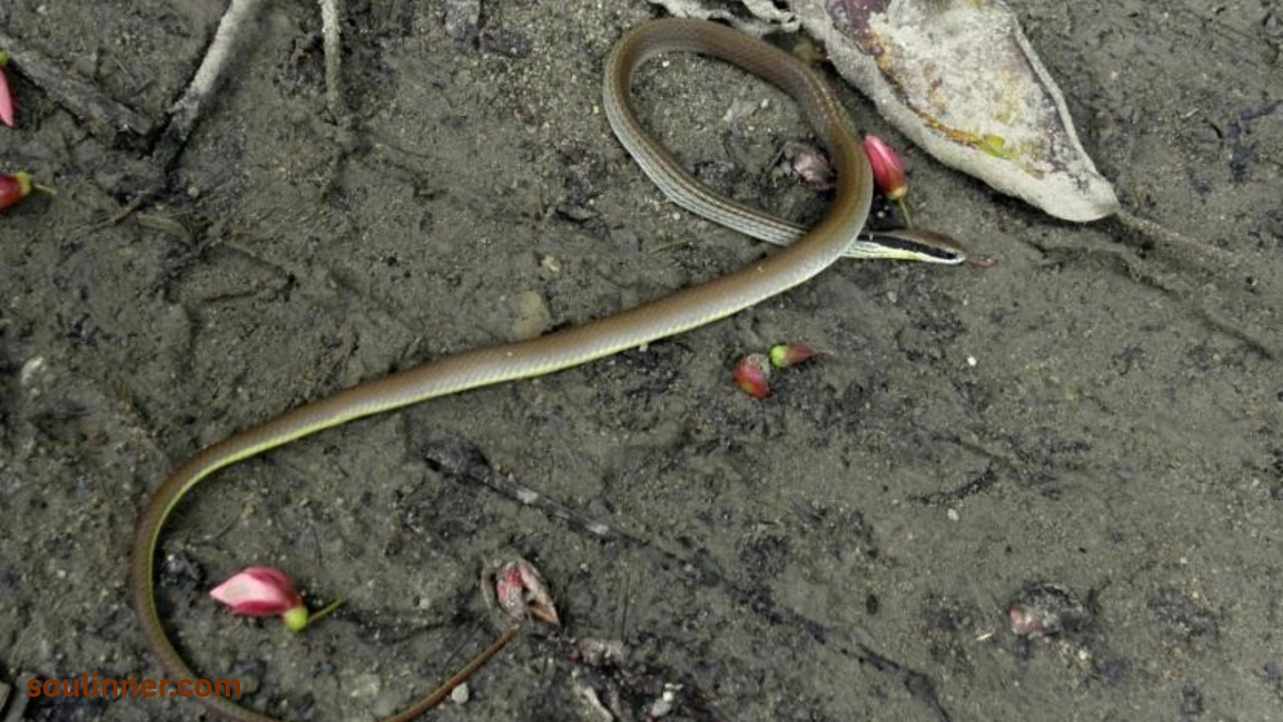 spiritual meaning of dead snake