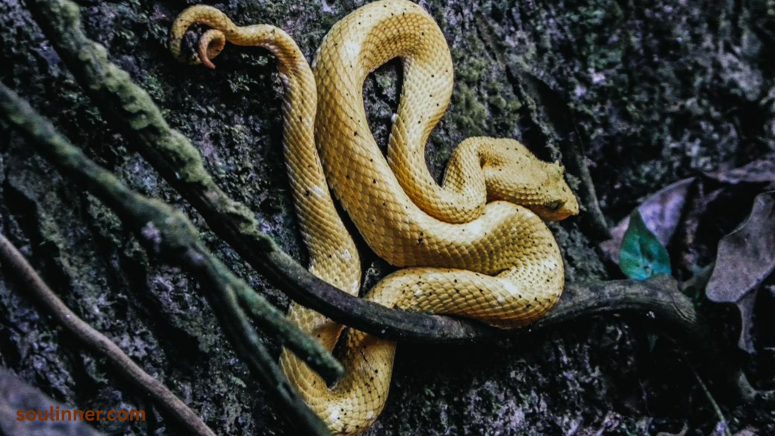 spiritual meaning of dead snake