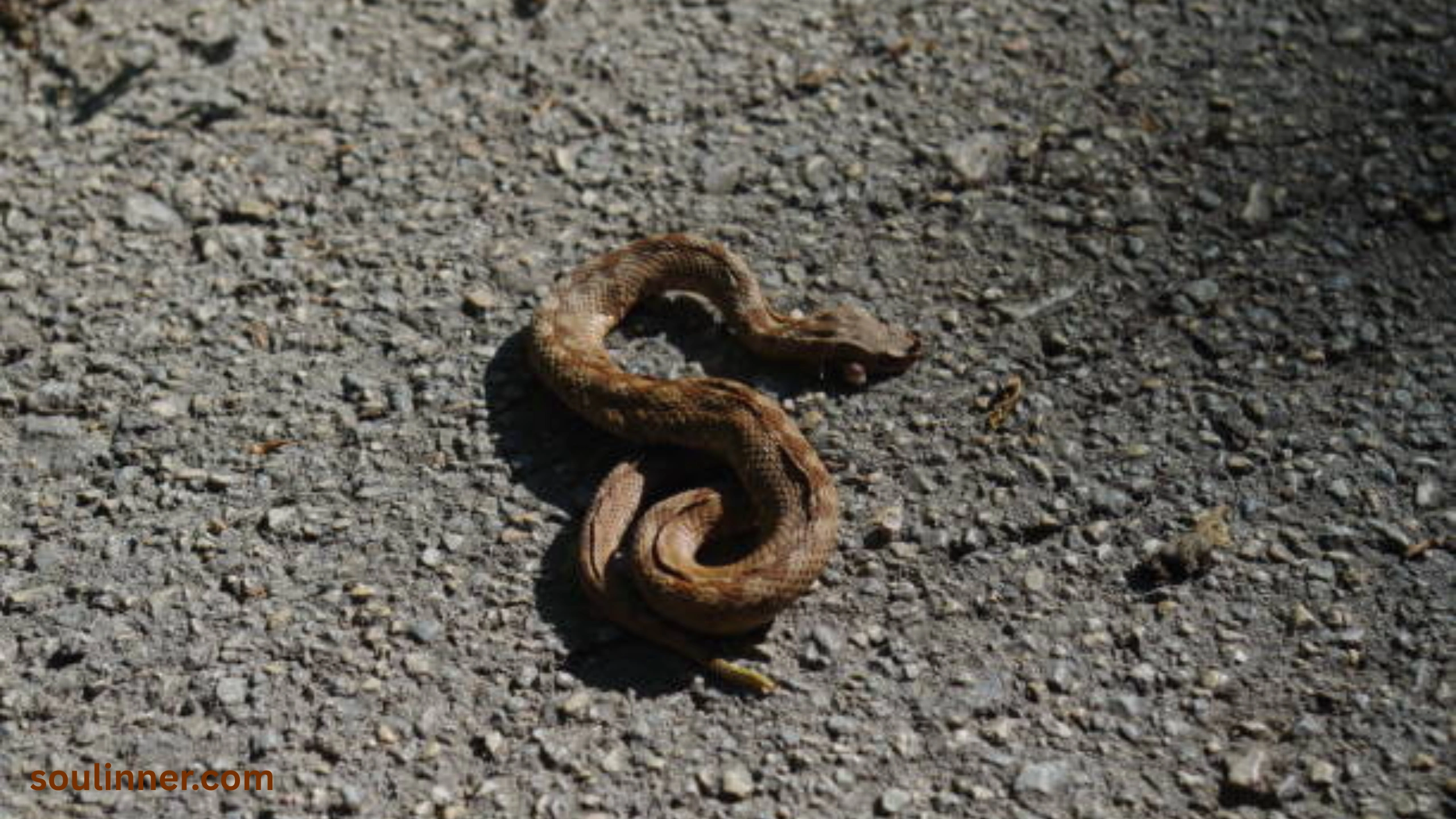 spiritual meaning of dead snake