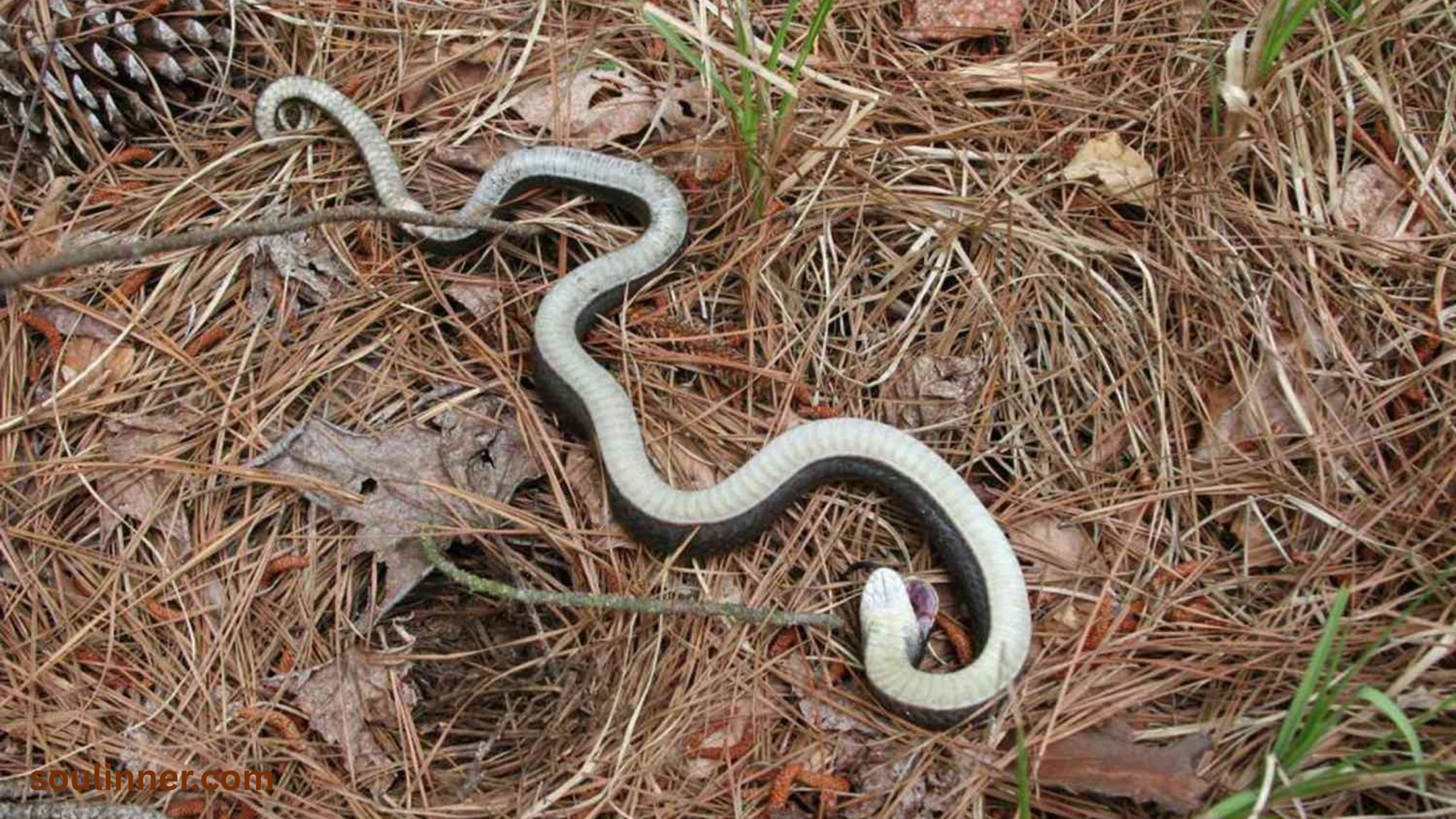 spiritual meaning of dead snake