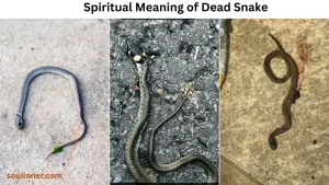 spiritual meaning of dead snake