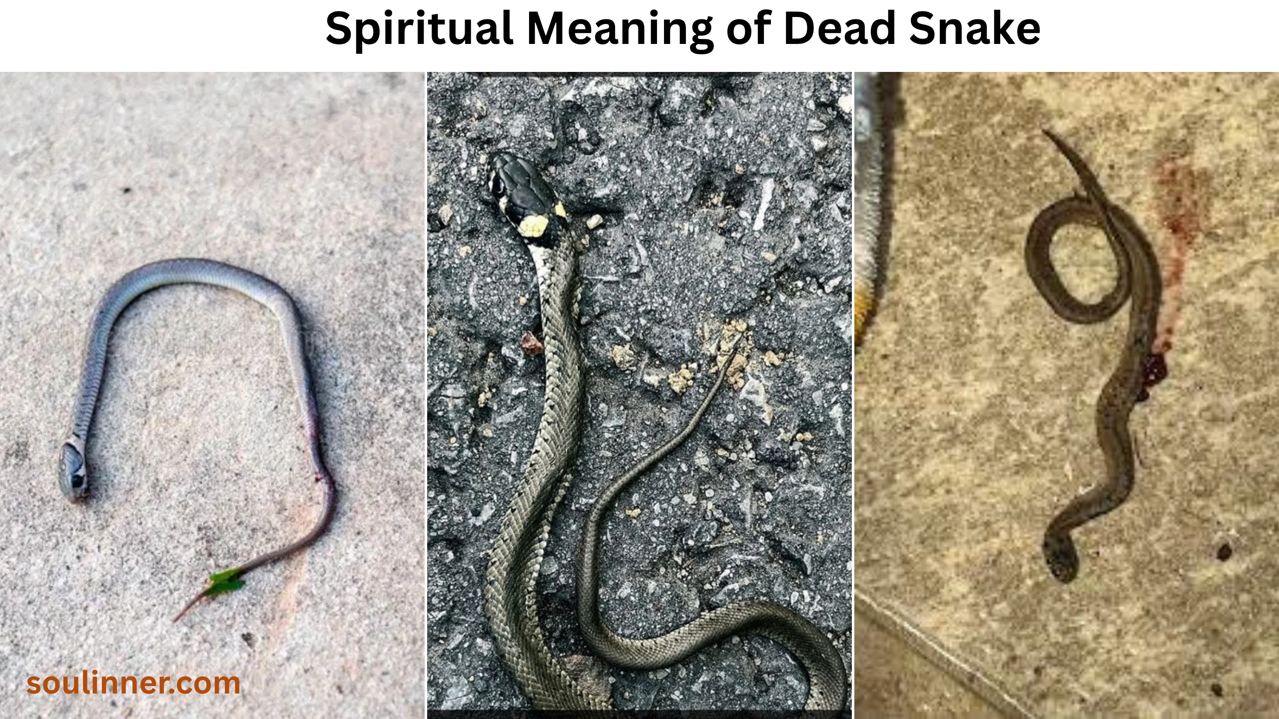 spiritual meaning of dead snake