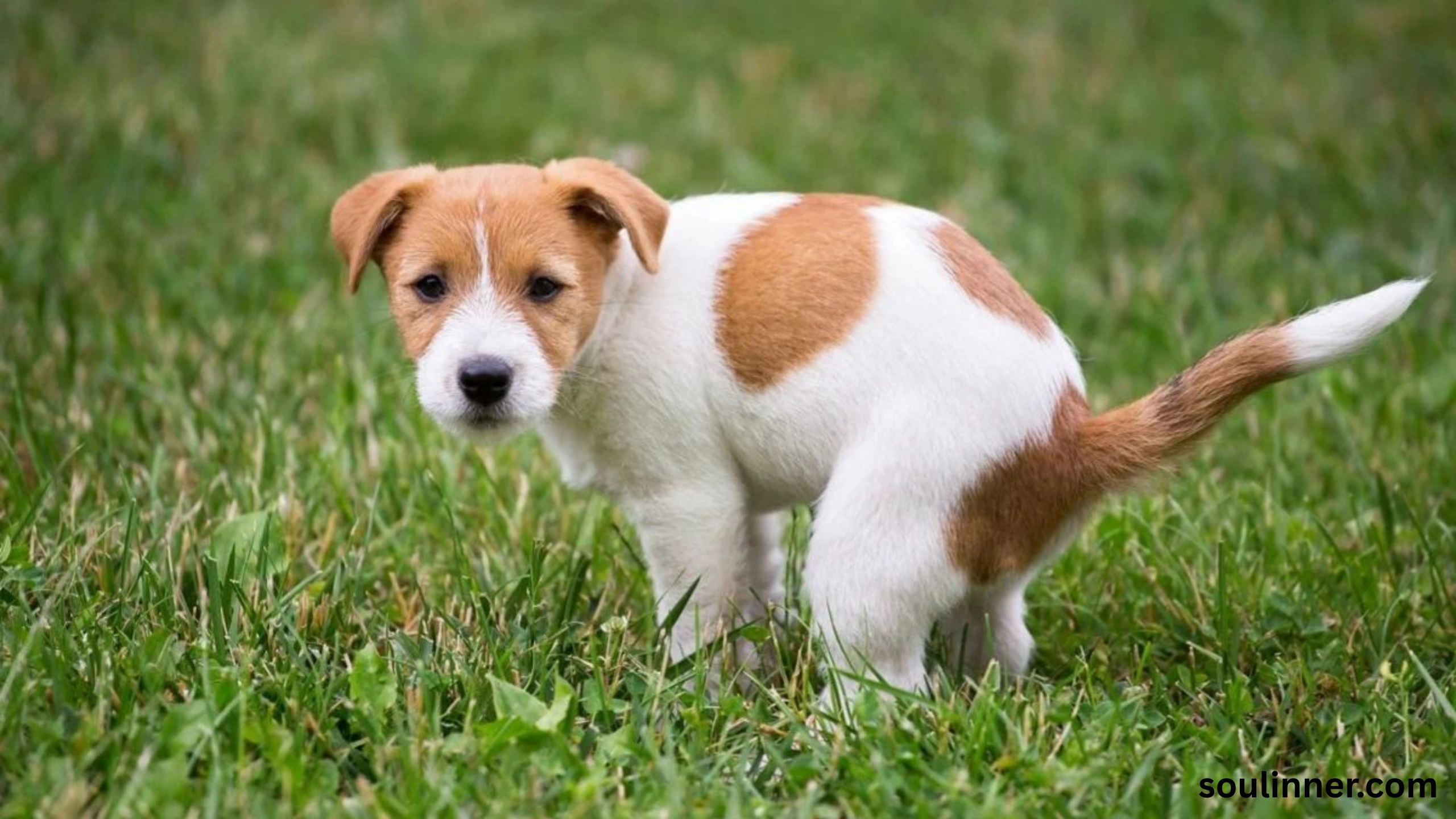 spiritual meaning of dog peeing on you