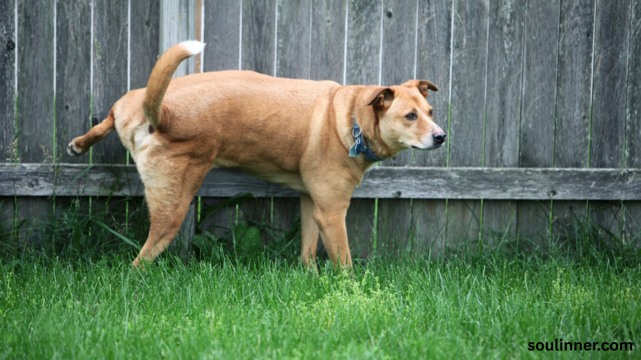 spiritual meaning of dog peeing on you