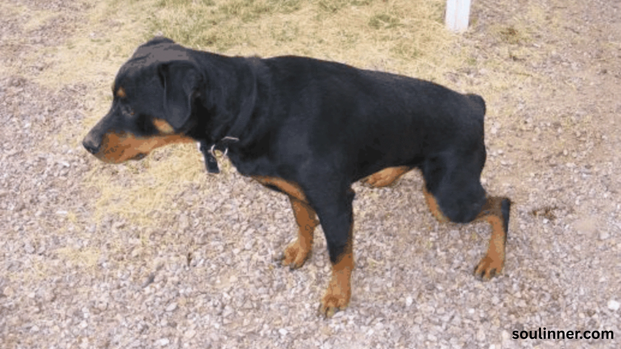 spiritual meaning of dog peeing on you