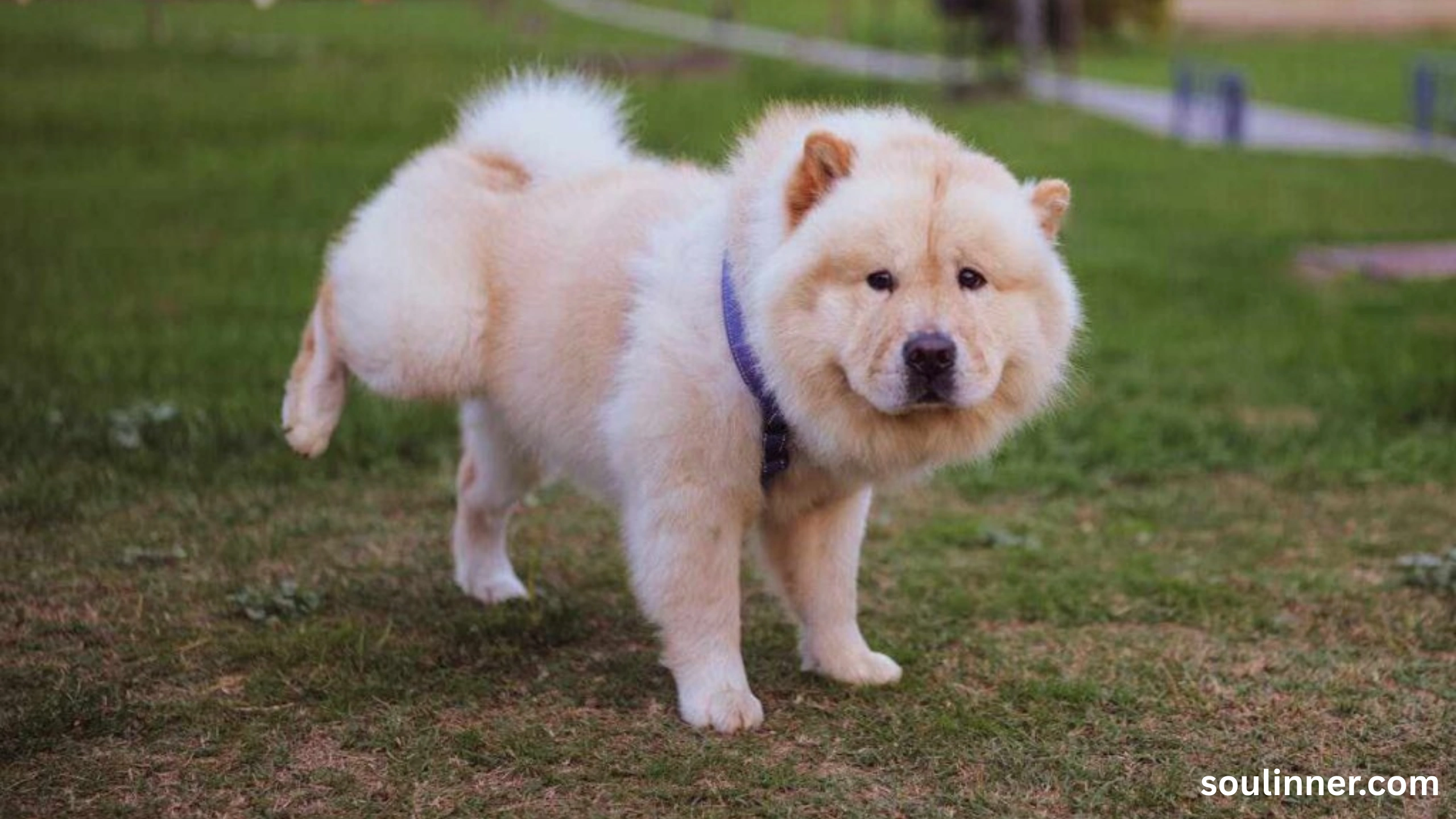 spiritual meaning of dog peeing on you