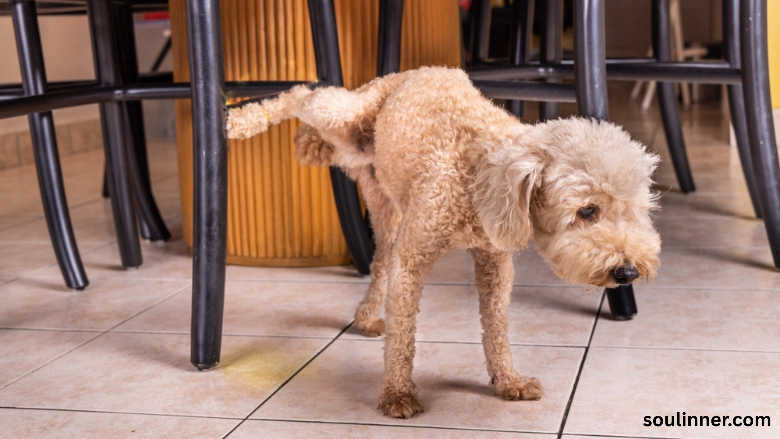spiritual meaning of dog peeing on you