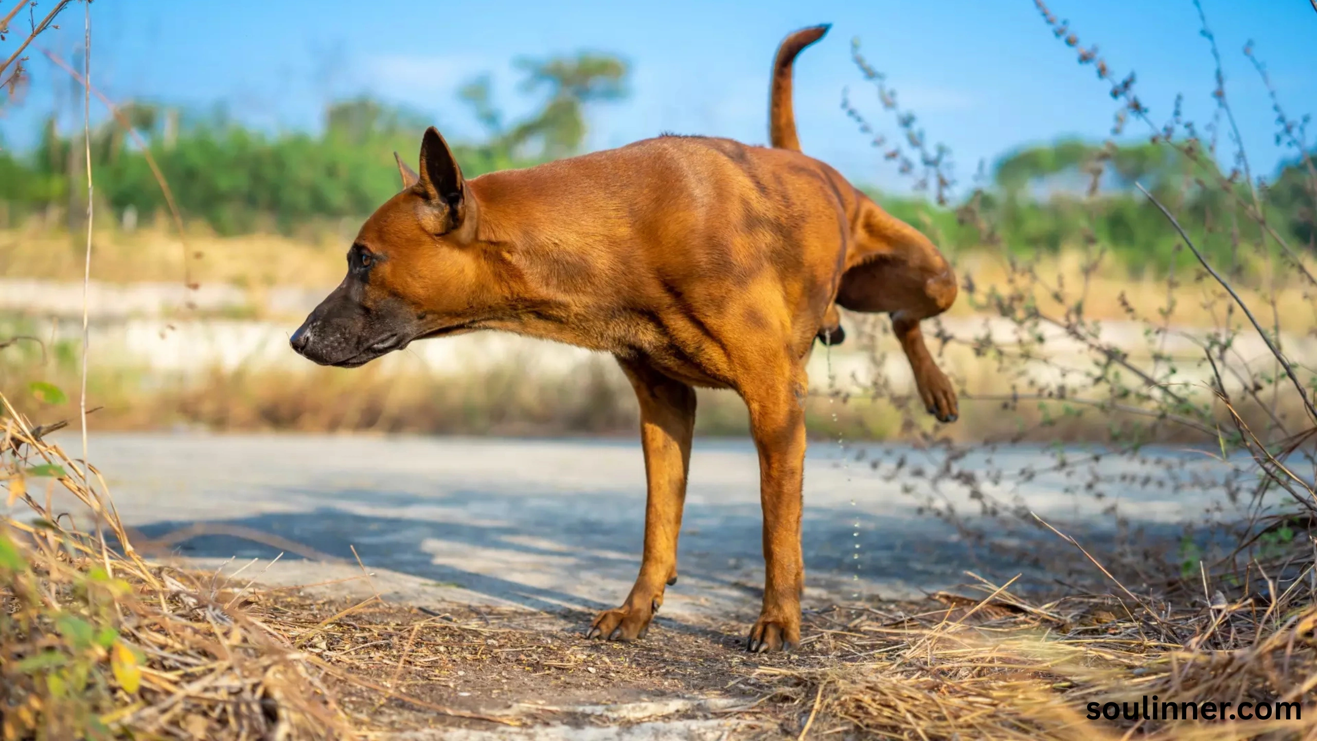 spiritual meaning of dog peeing on you