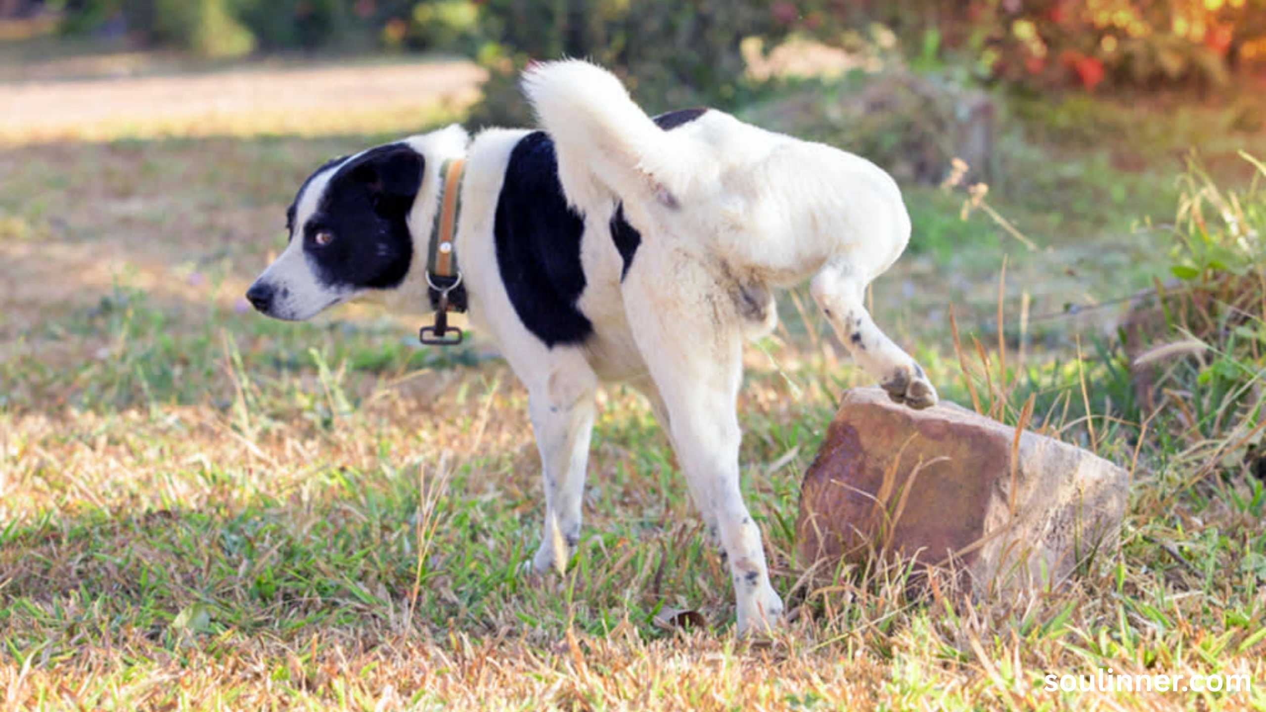 spiritual meaning of dog peeing on you