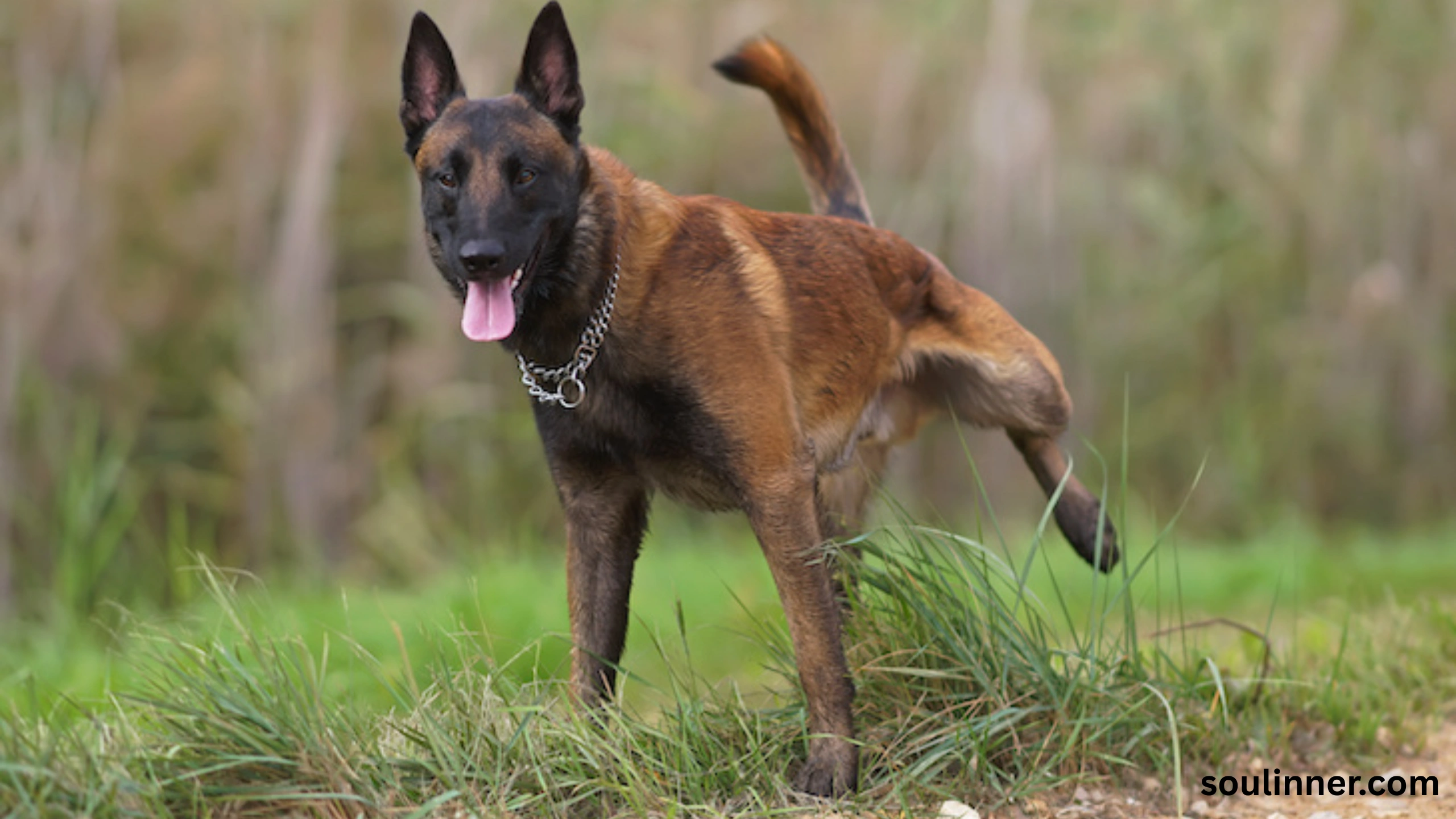 spiritual meaning of dog peeing on you