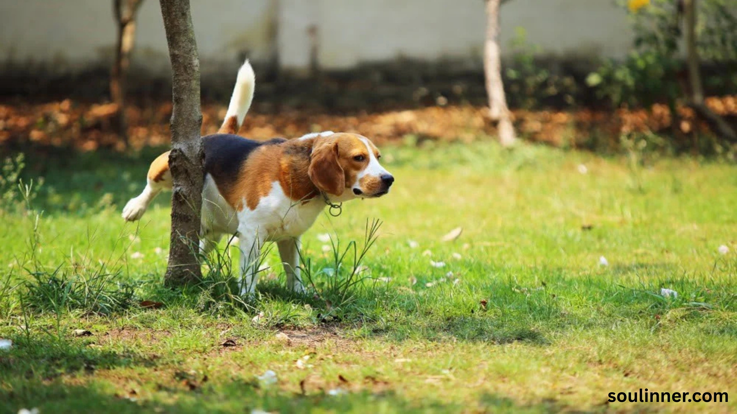 spiritual meaning of dog peeing on you