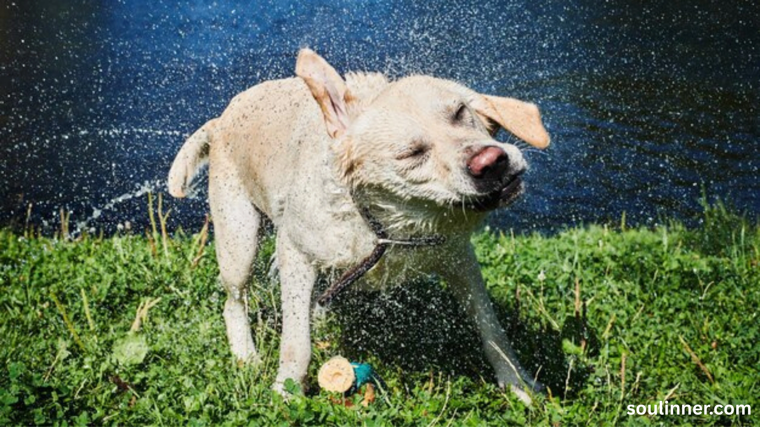 spiritual meaning of dog peeing on you
