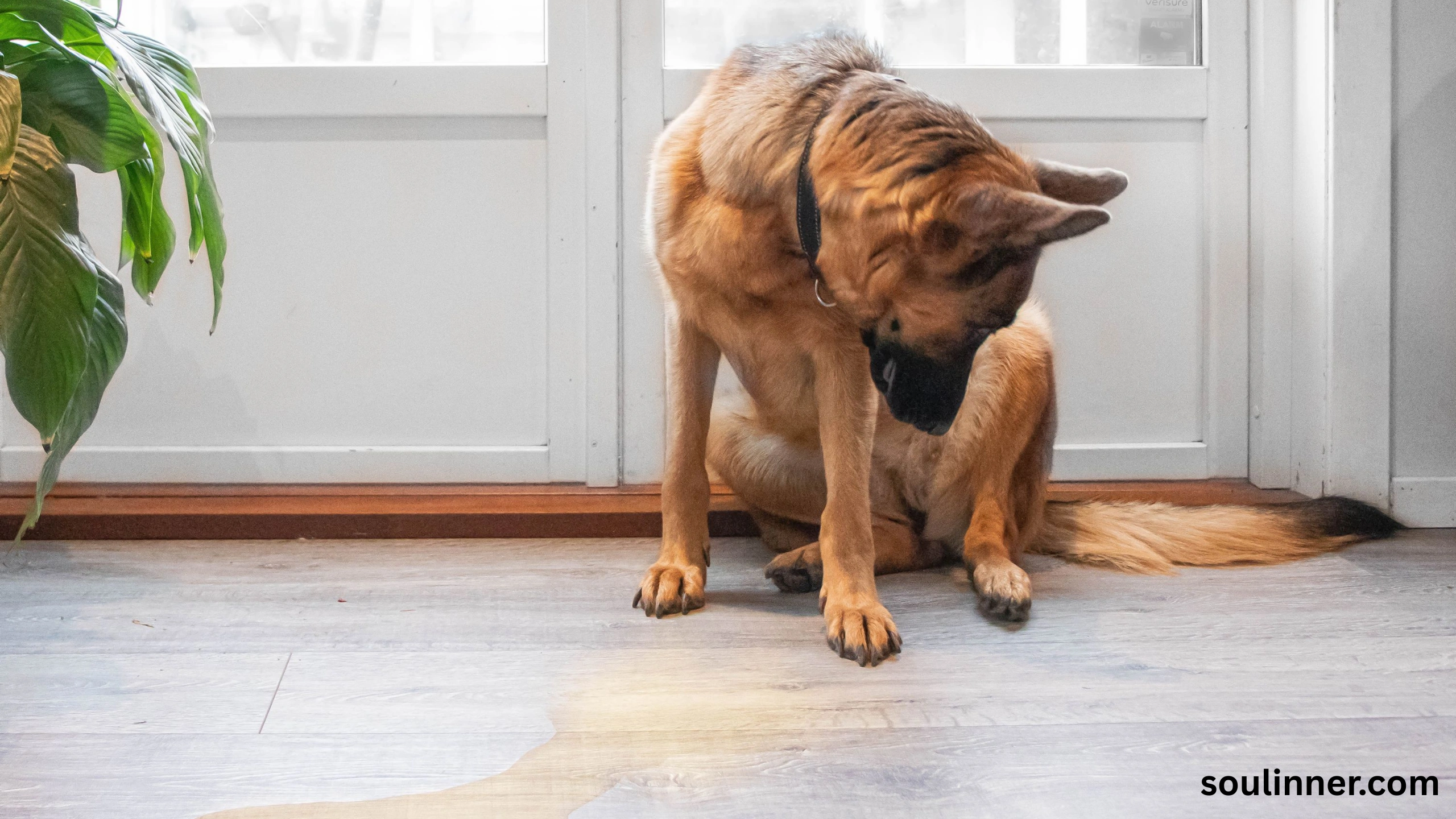 spiritual meaning of dog peeing on you