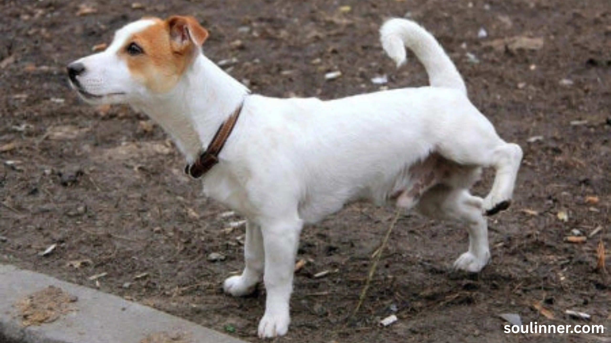 spiritual meaning of dog peeing on you