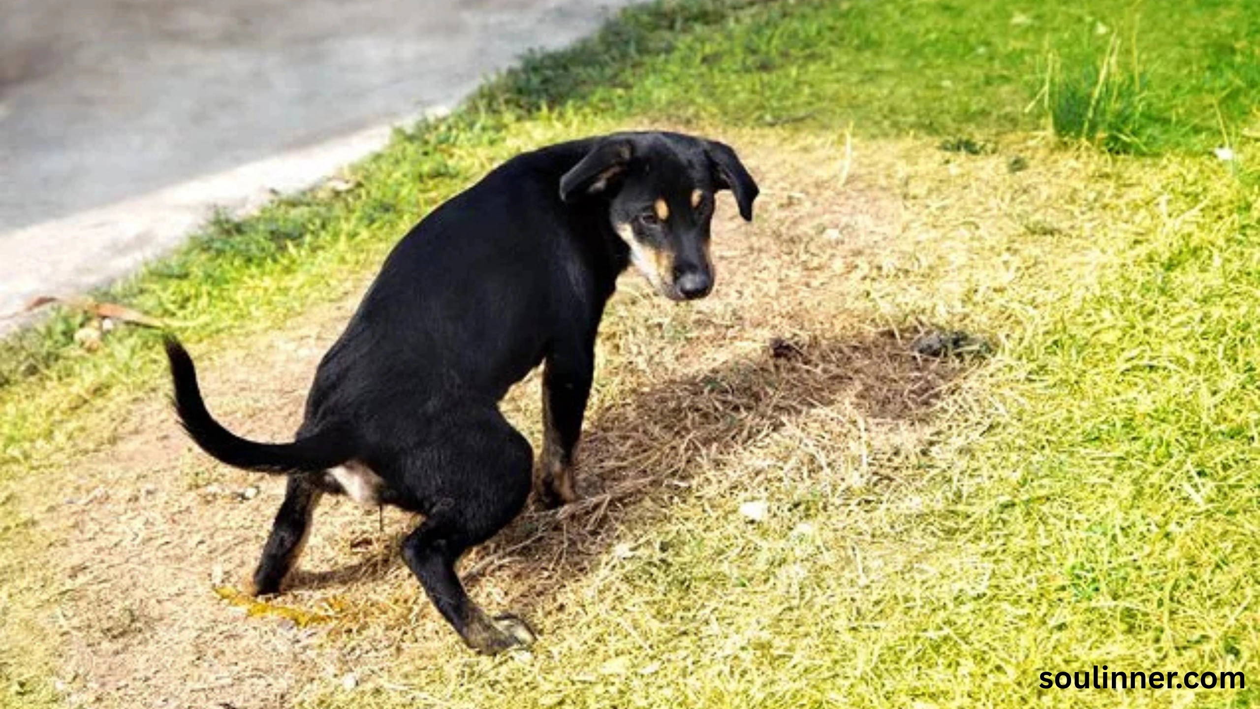 spiritual meaning of dog peeing on you