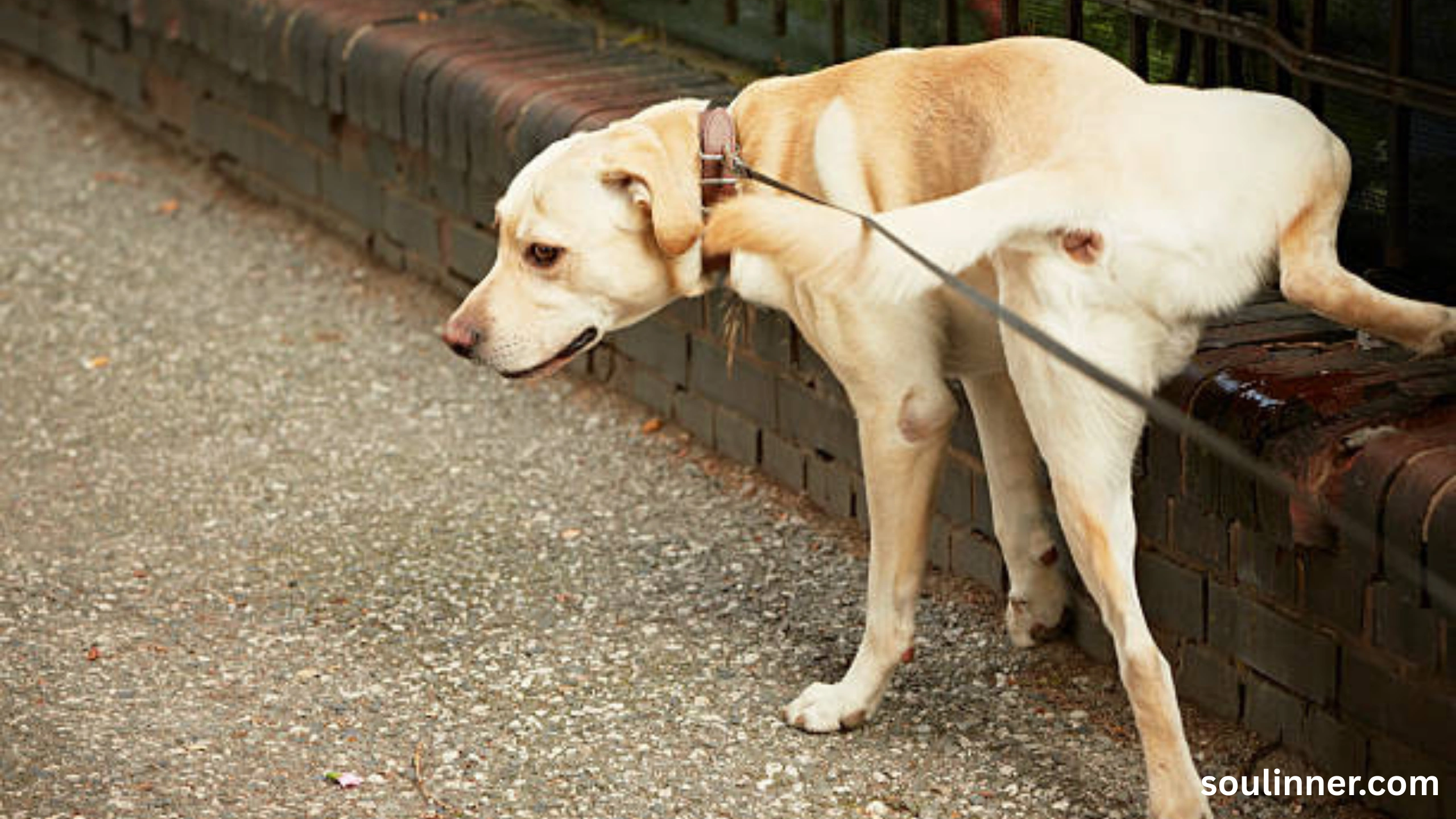 spiritual meaning of dog peeing on you