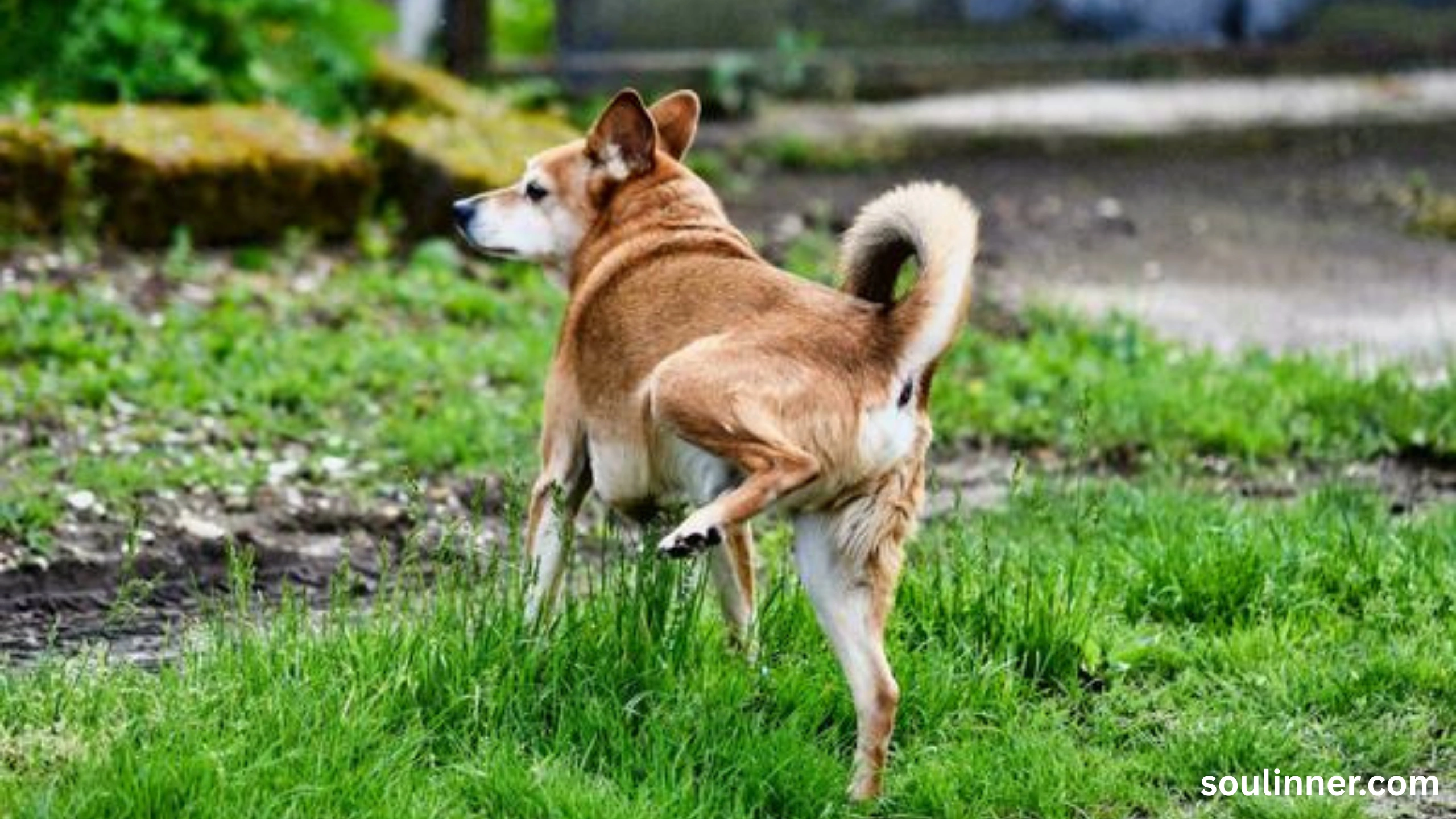 spiritual meaning of dog peeing on you