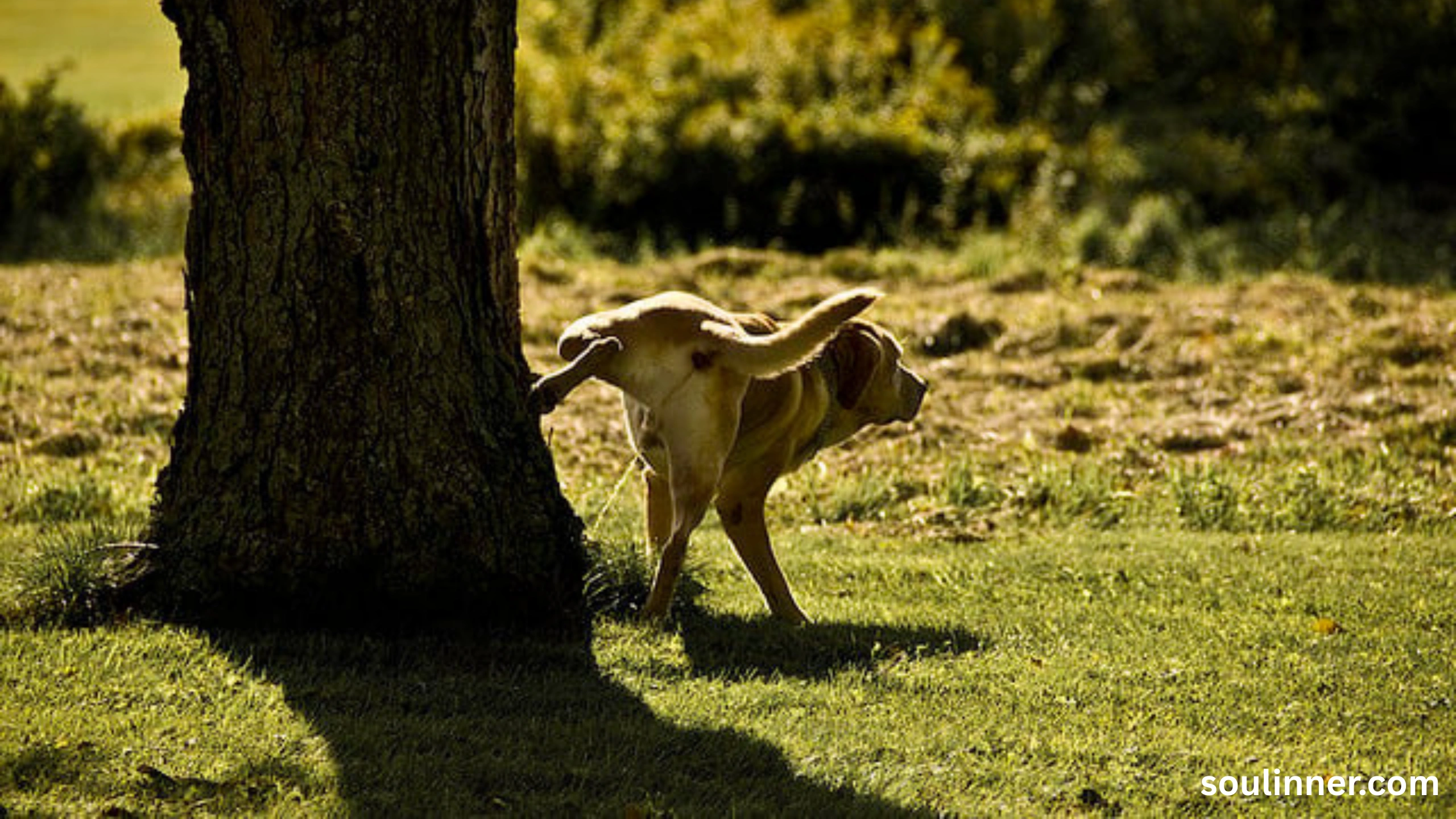 spiritual meaning of dog peeing on you