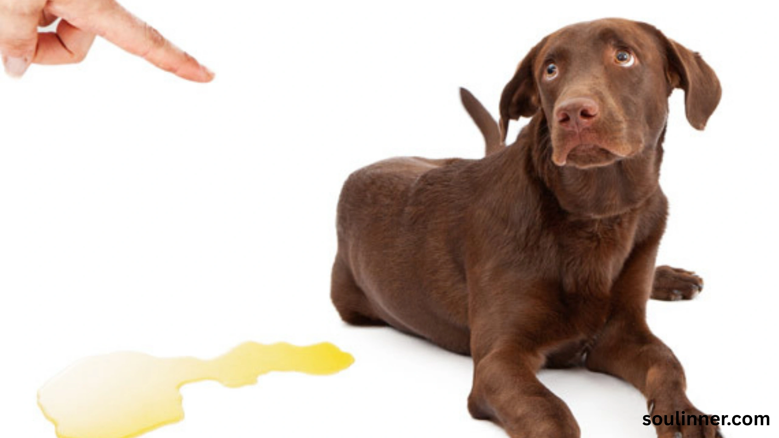 spiritual meaning of dog peeing on you