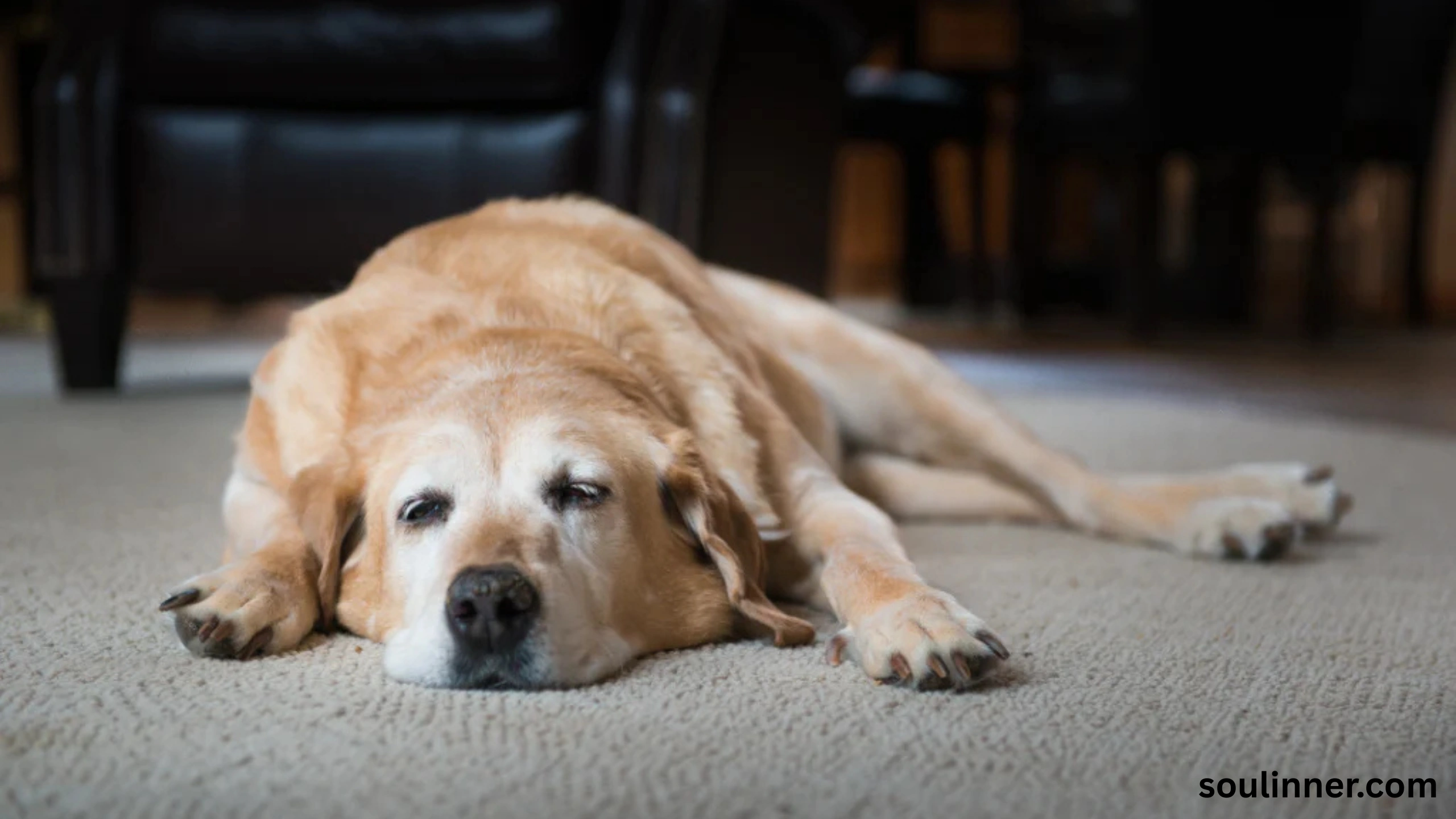 spiritual meaning of dog peeing on you