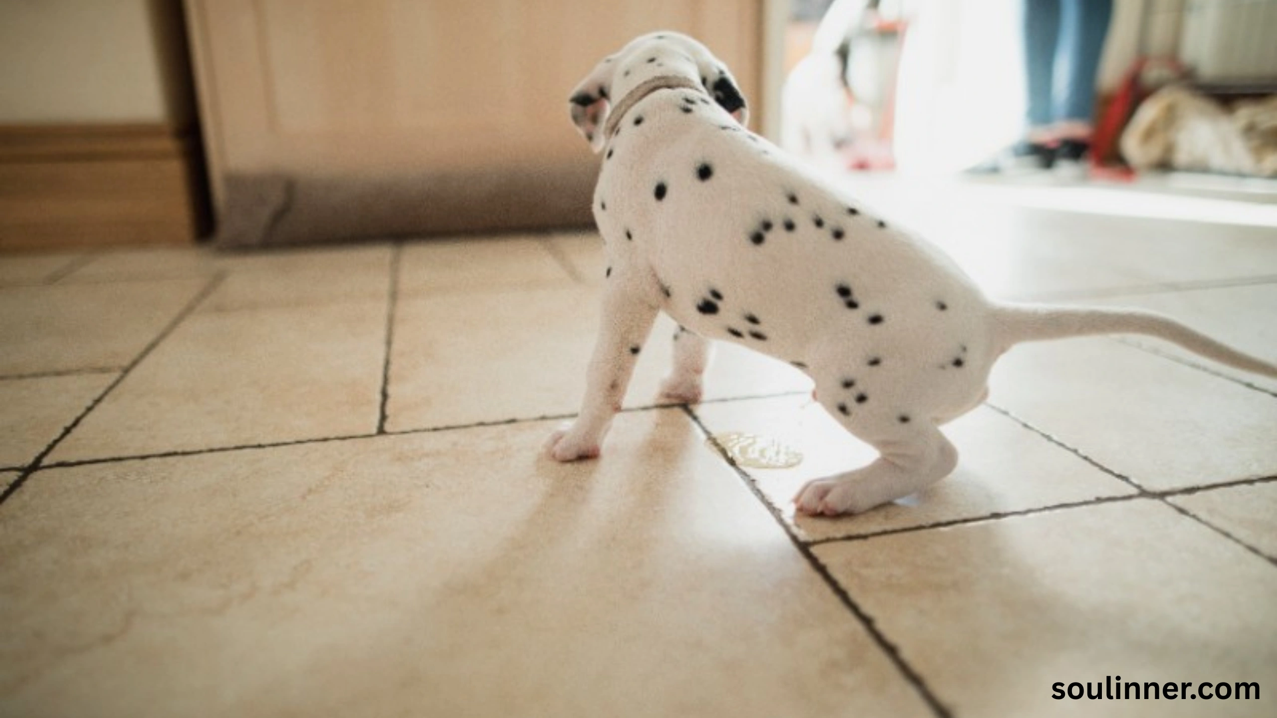 spiritual meaning of dog peeing on you