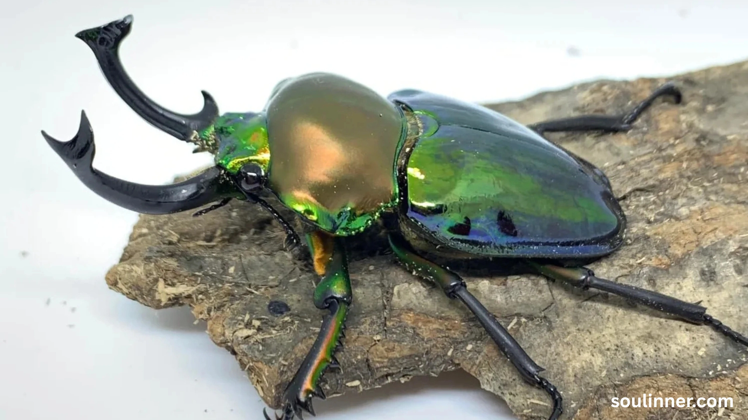 spiritual meaning of green beetle