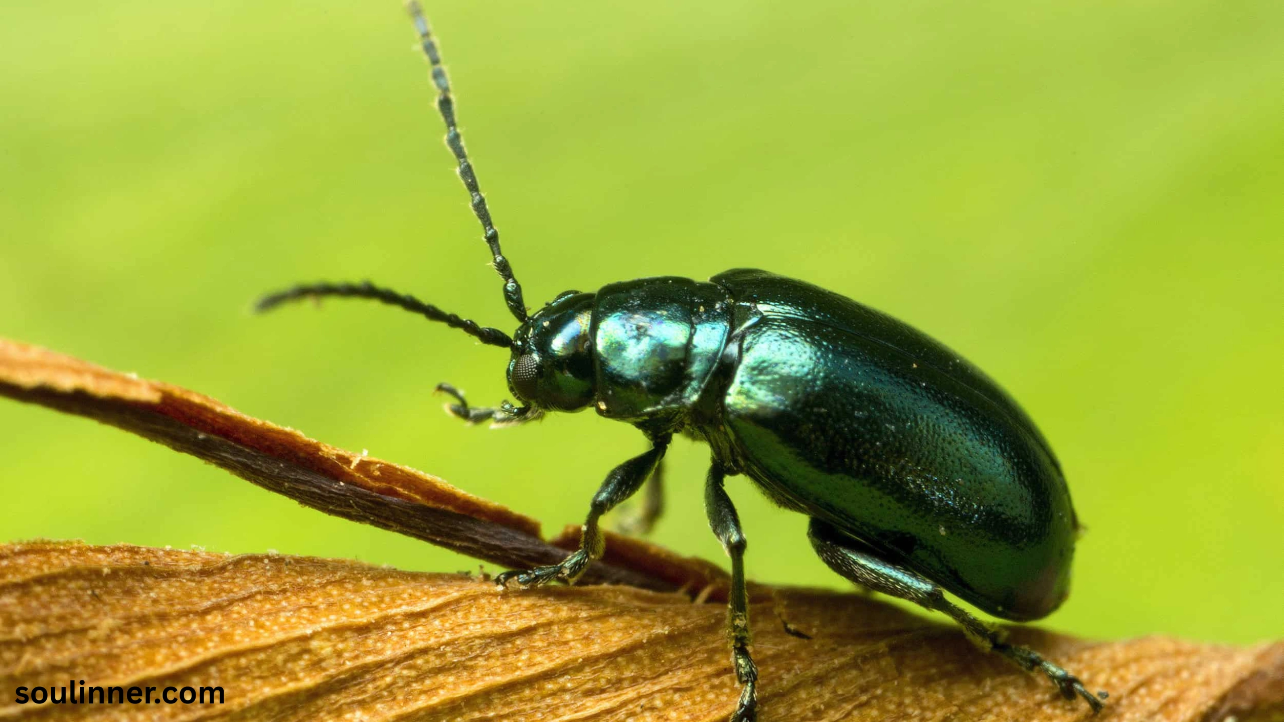 spiritual meaning of green beetle
