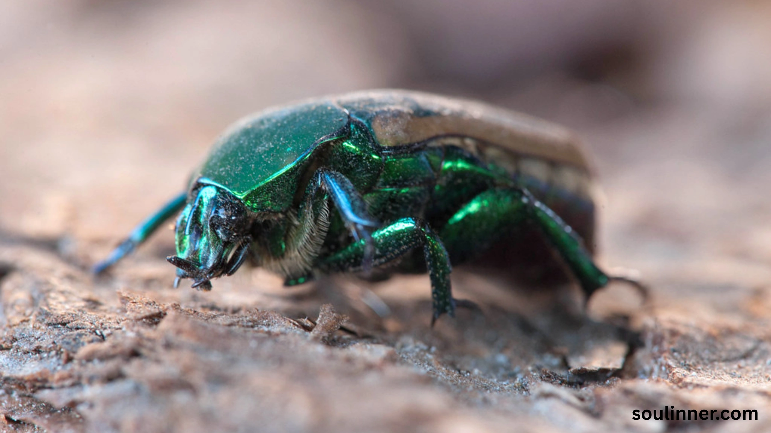 spiritual meaning of green beetle