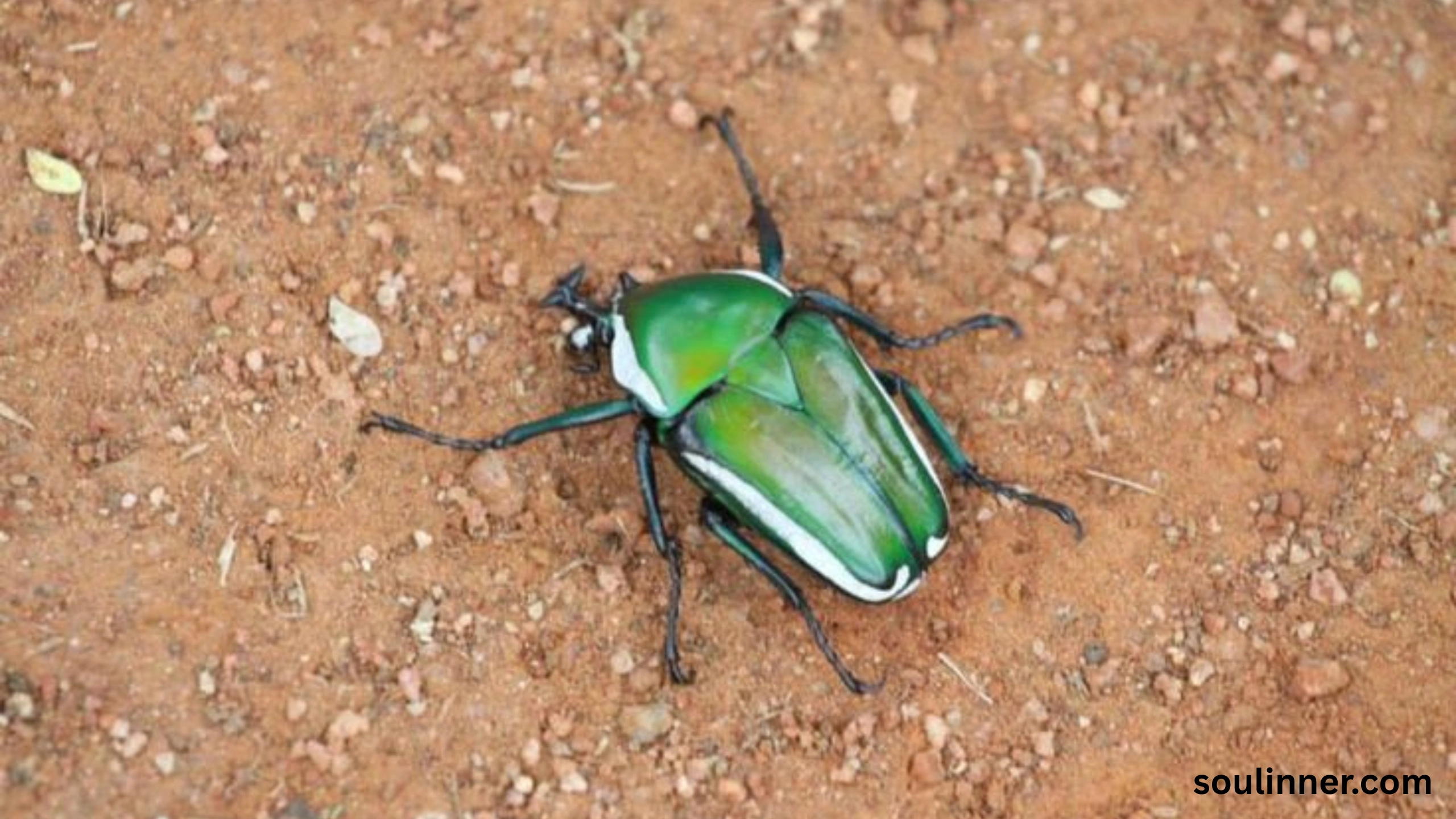 spiritual meaning of green beetle