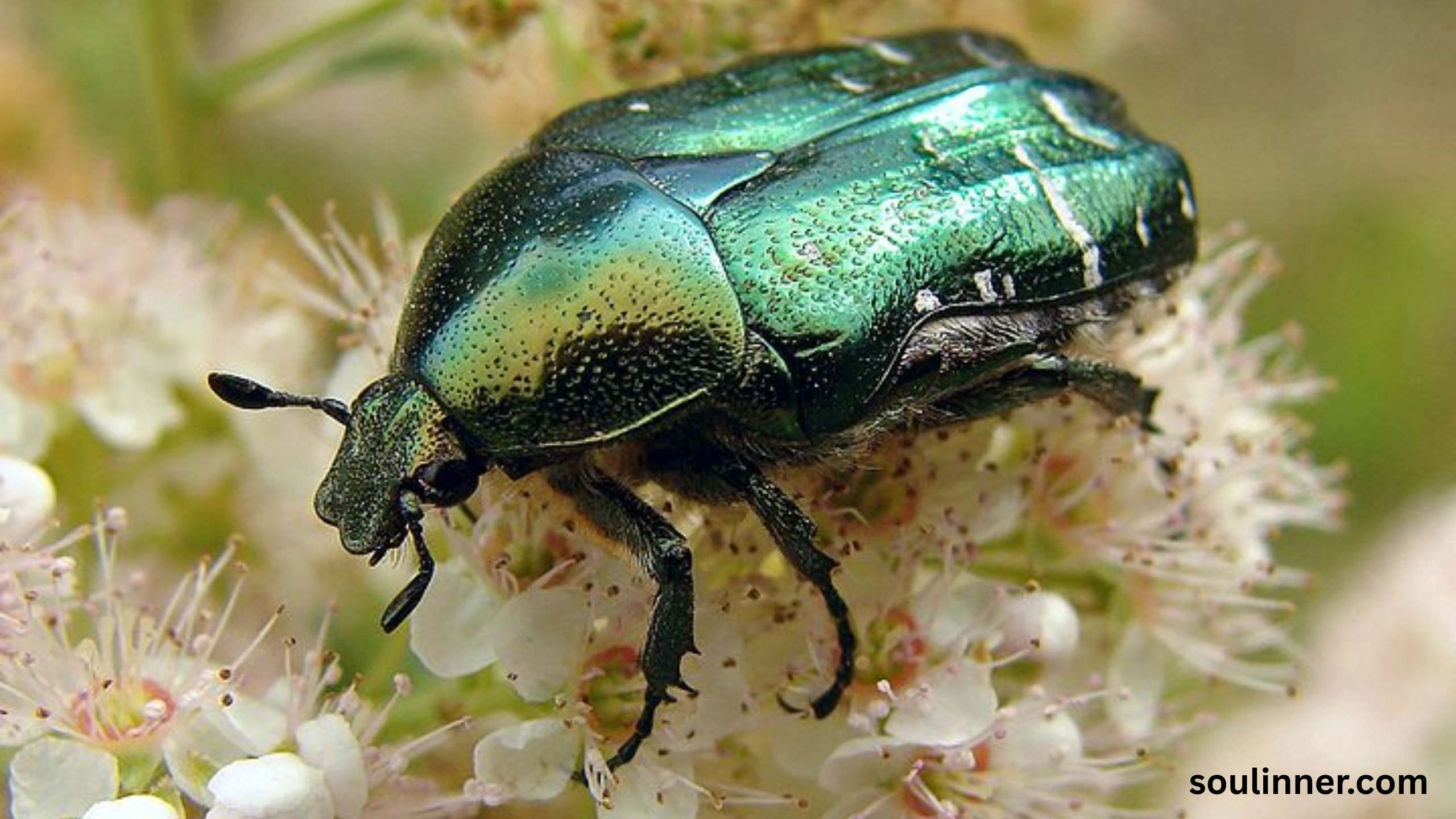 spiritual meaning of green beetle