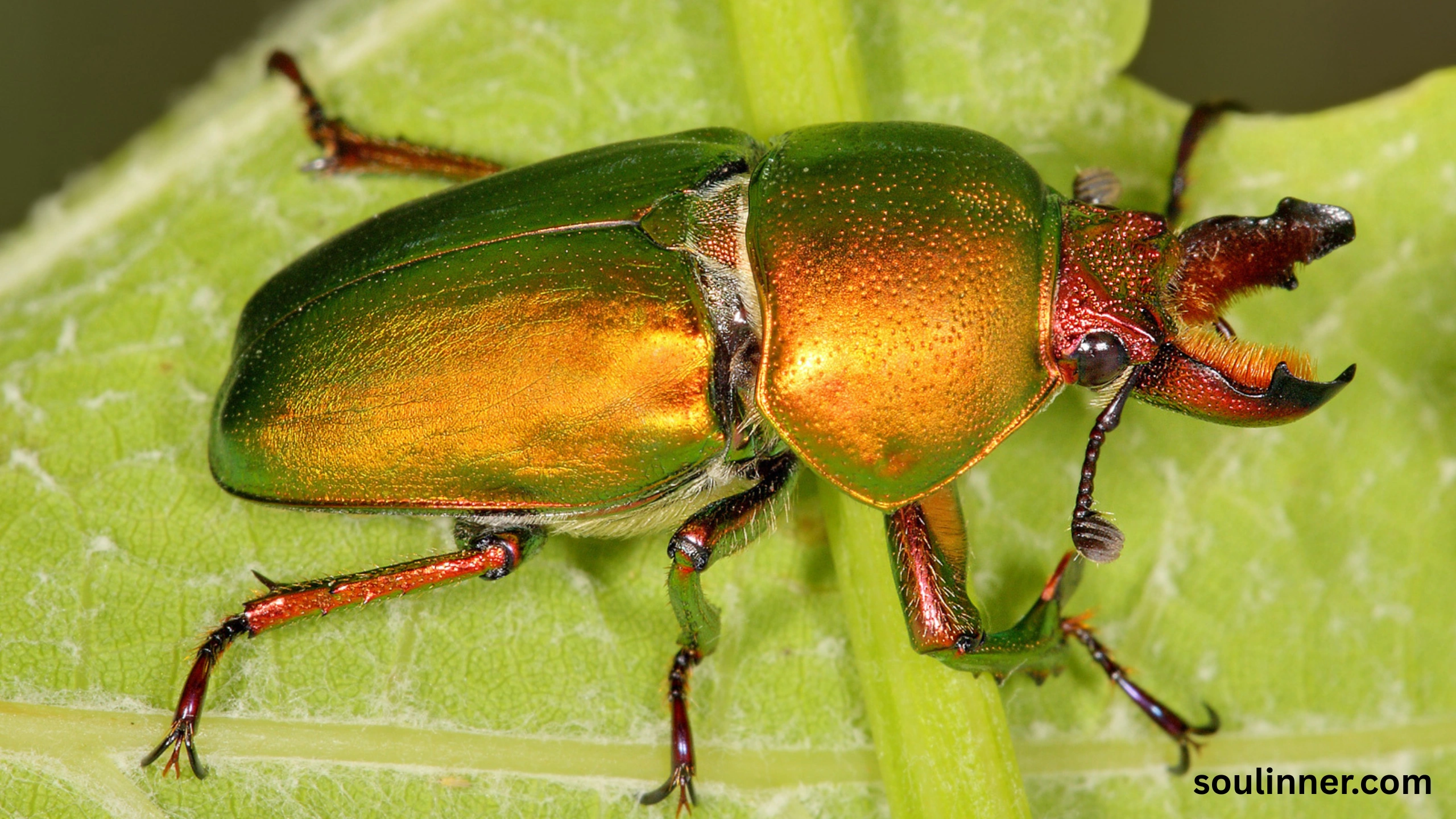spiritual meaning of green beetle