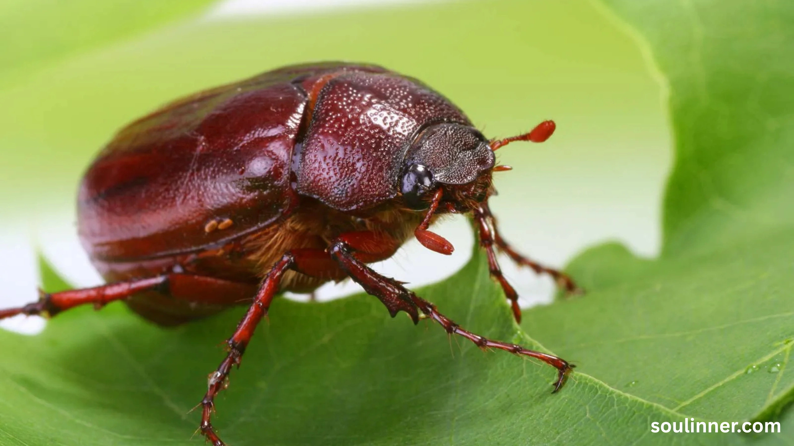 spiritual meaning of green beetle