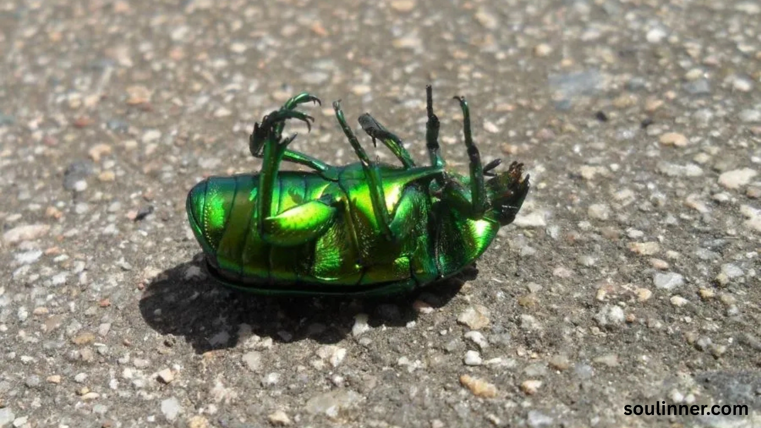 spiritual meaning of green beetle