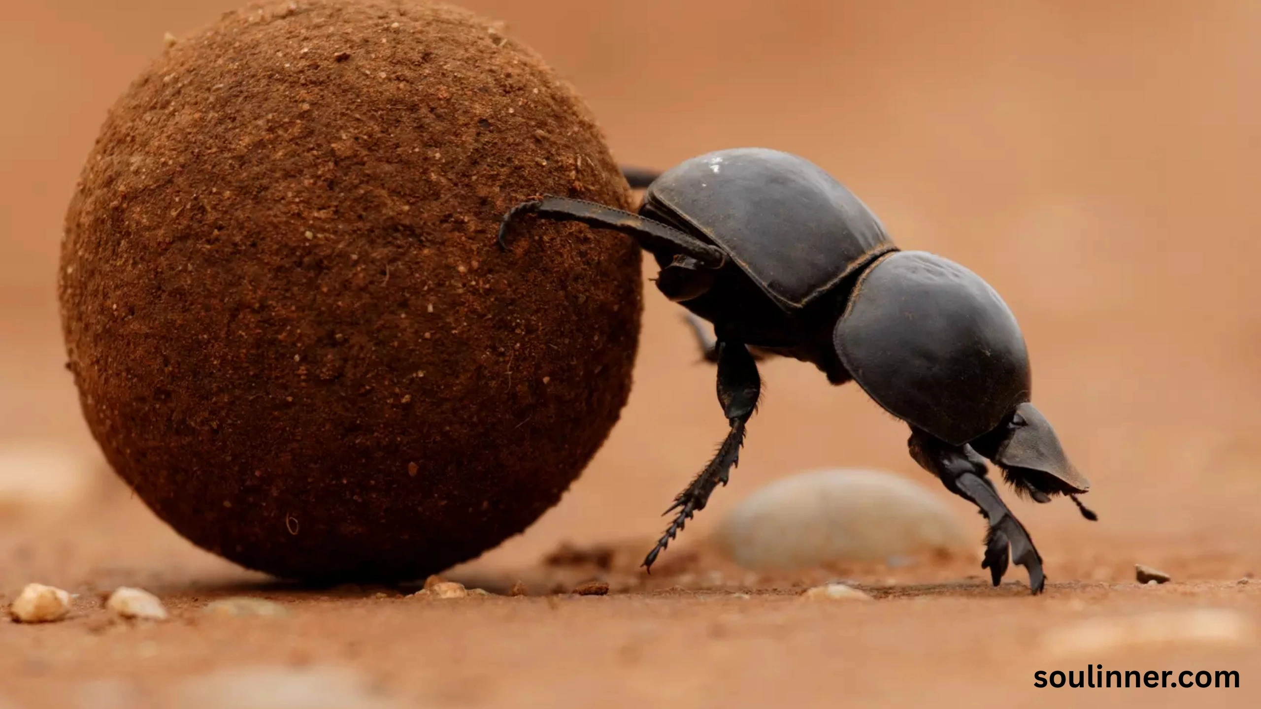spiritual meaning of green beetle