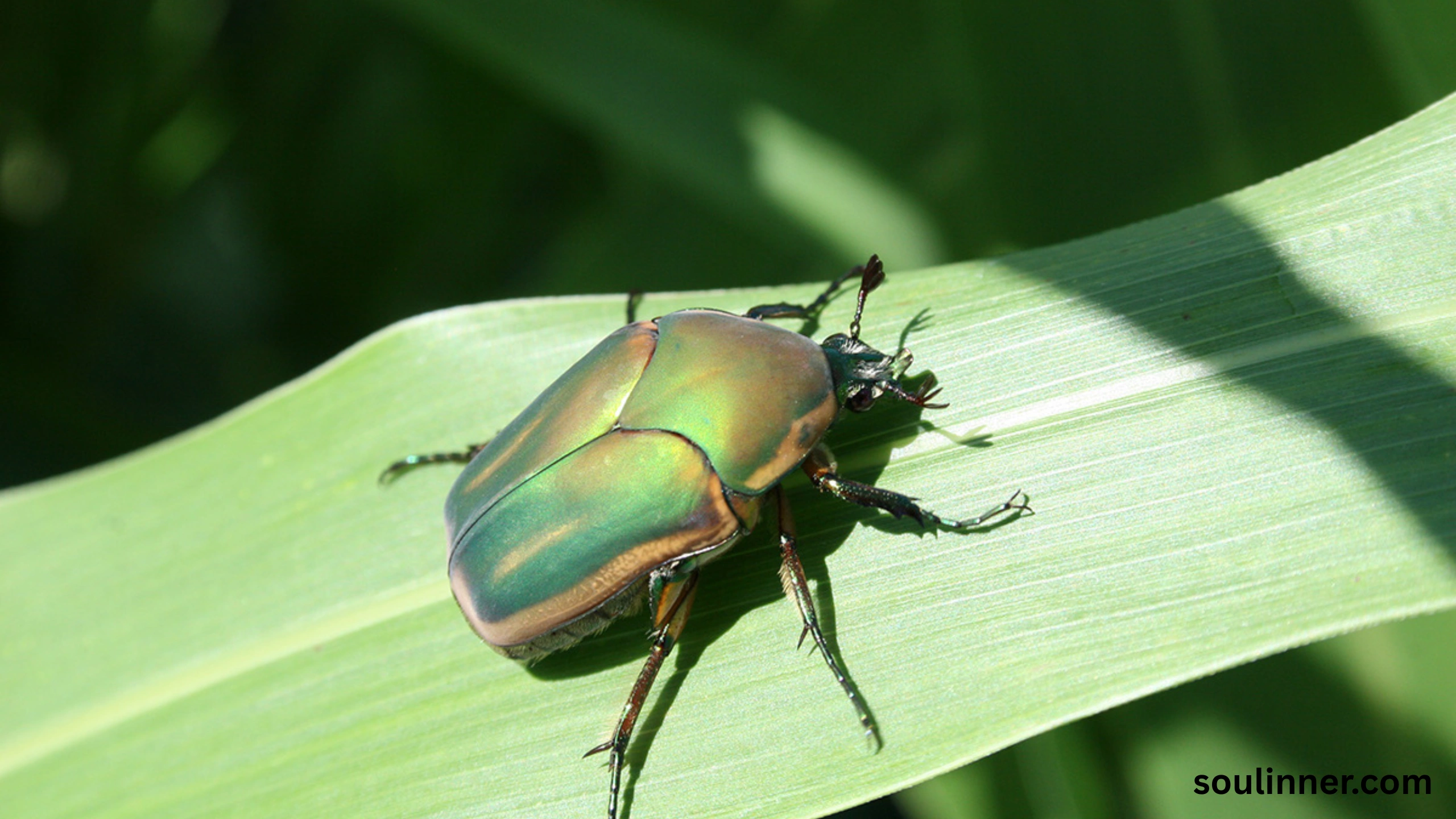spiritual meaning of green beetle