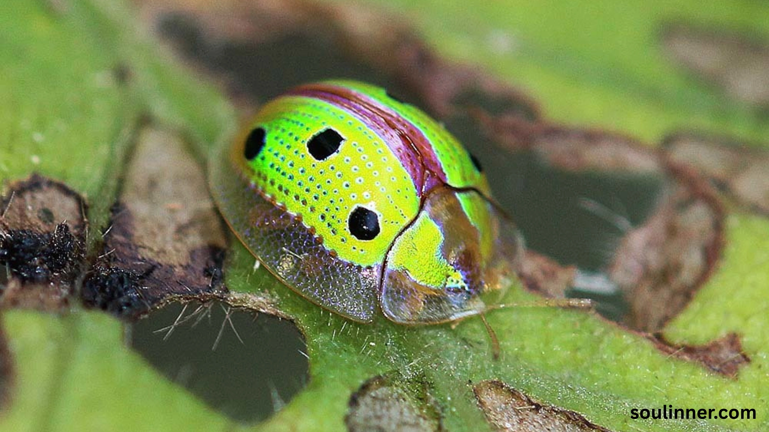 spiritual meaning of green beetle