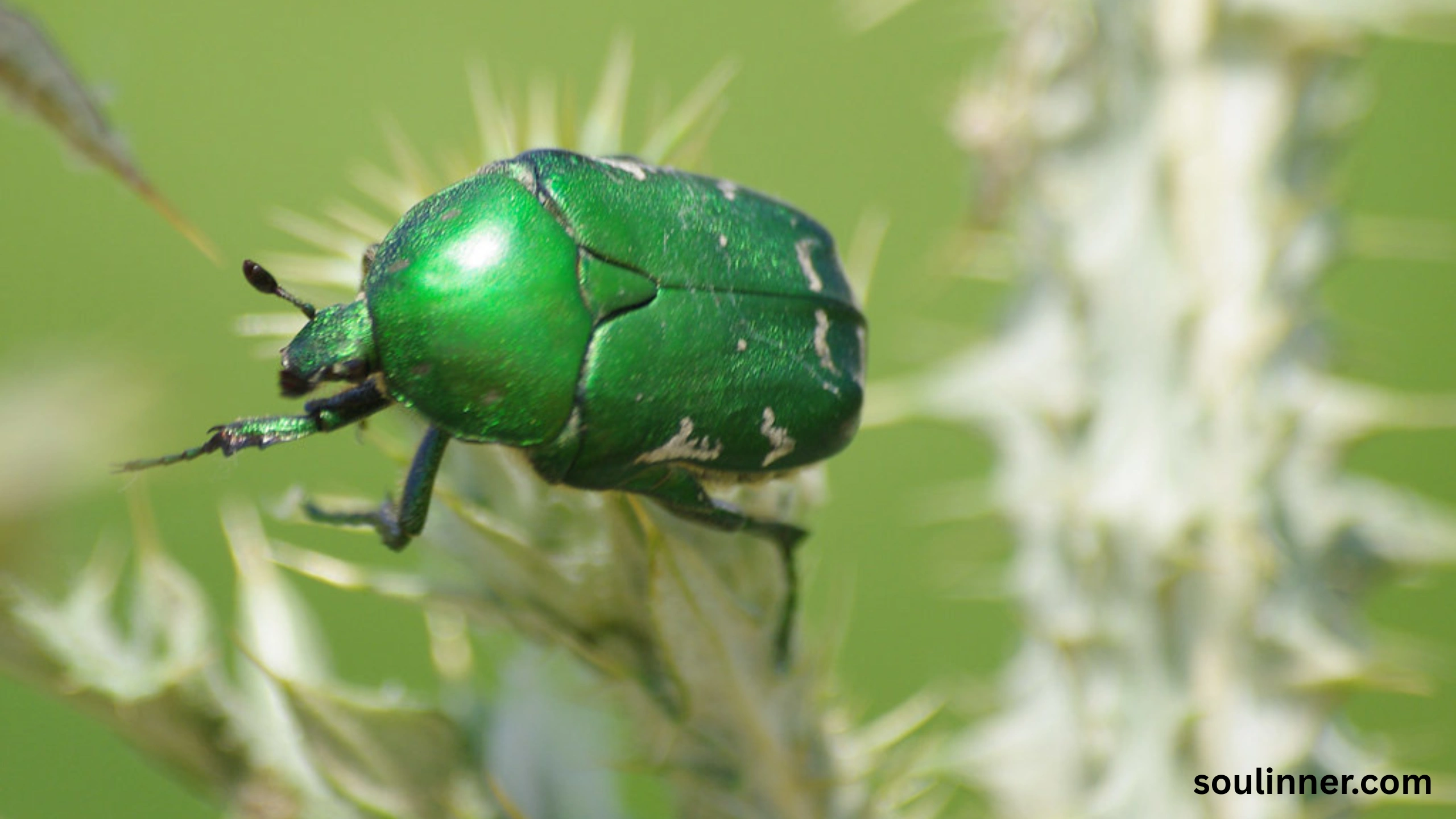 spiritual meaning of green beetle